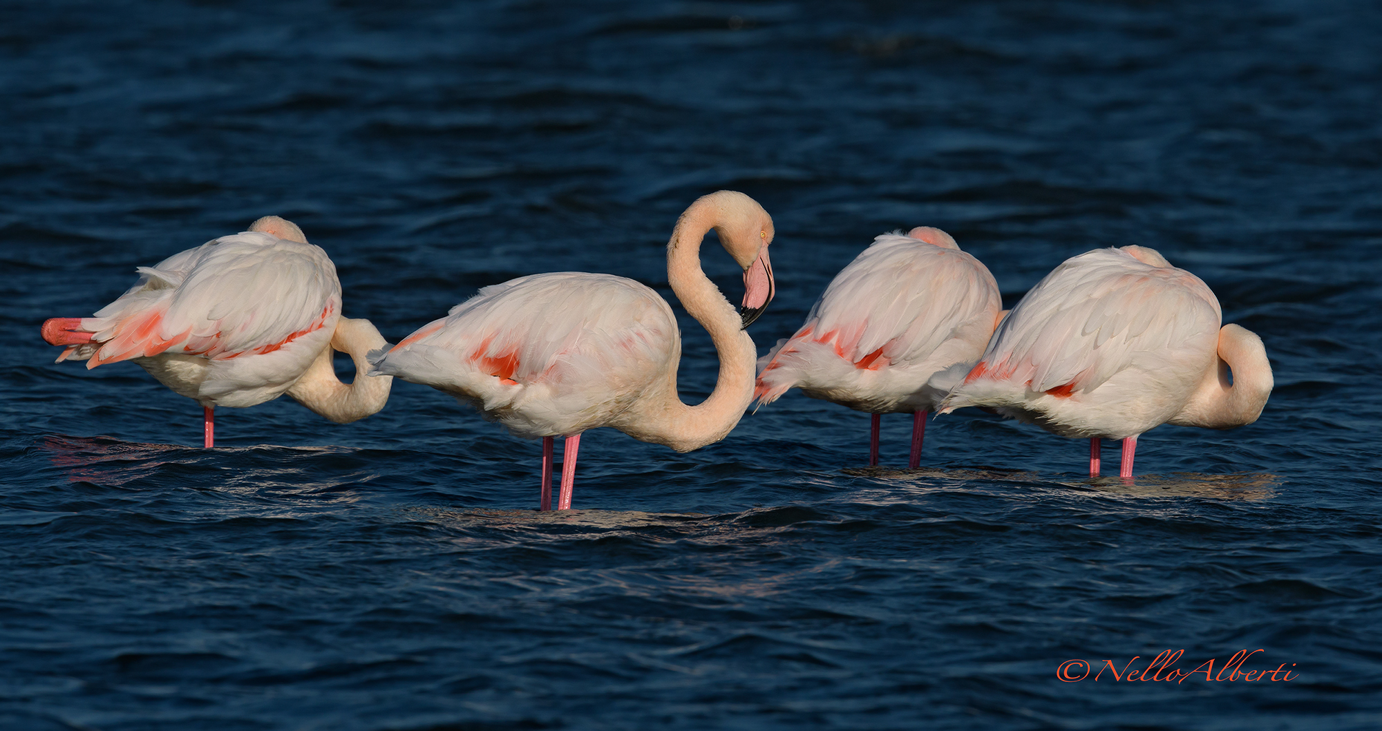 fenicotteri rosa al freddo della tramontana