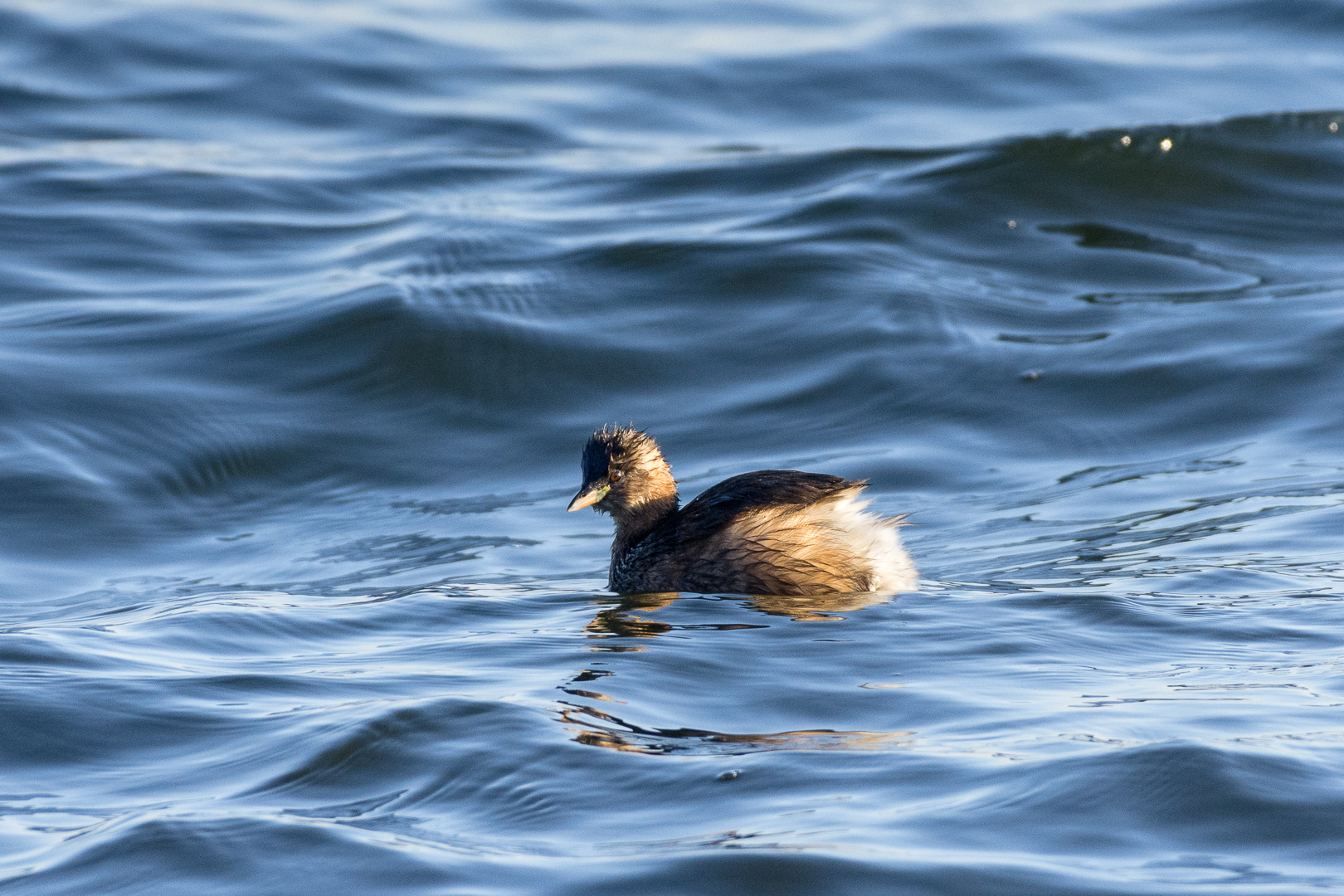Tuffetto (Tachybaptus ruficollis)