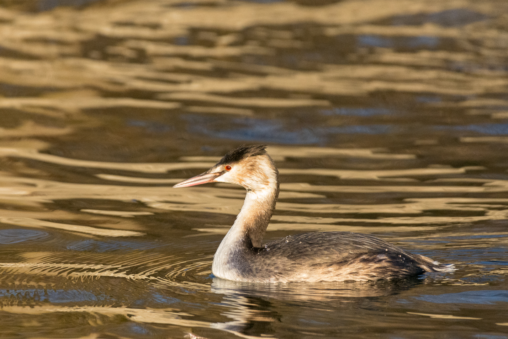 Svasso maggiore (Podiceps cristatus)