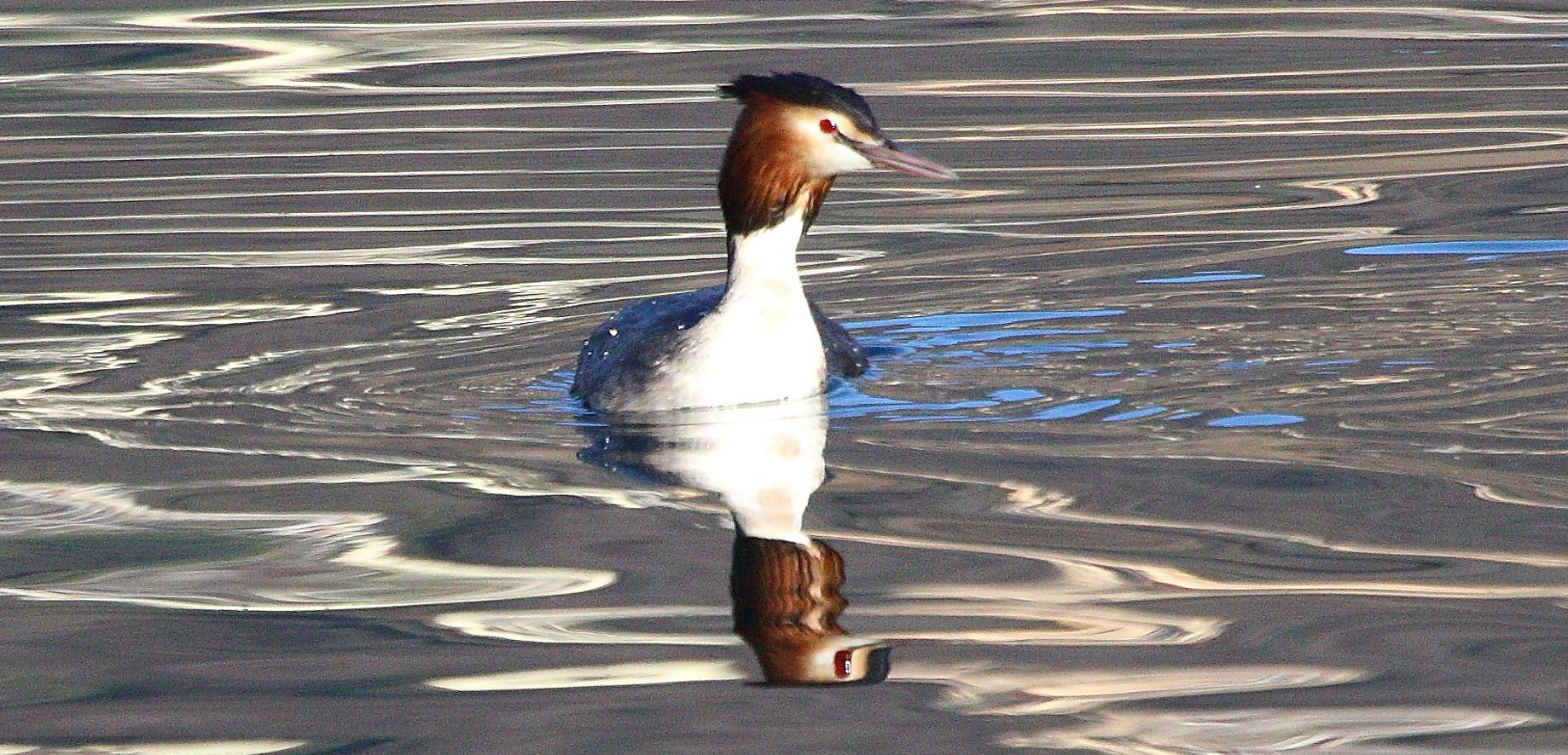 grebe 17-01-2022