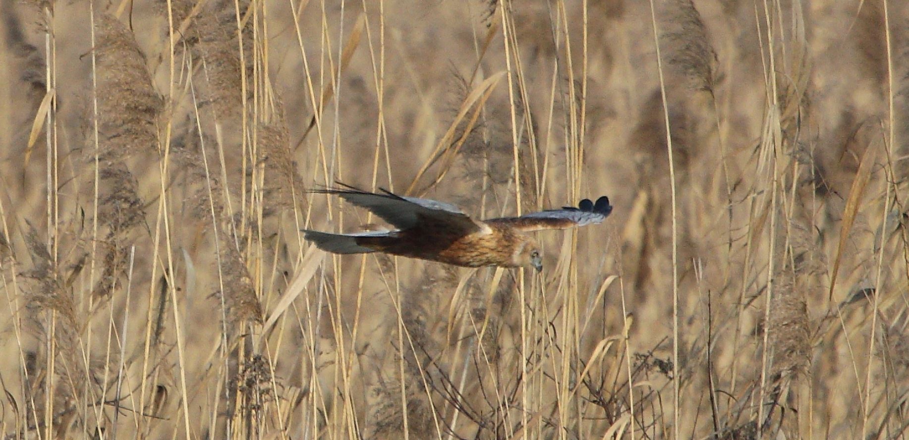 marsh falcon 21-01-2022