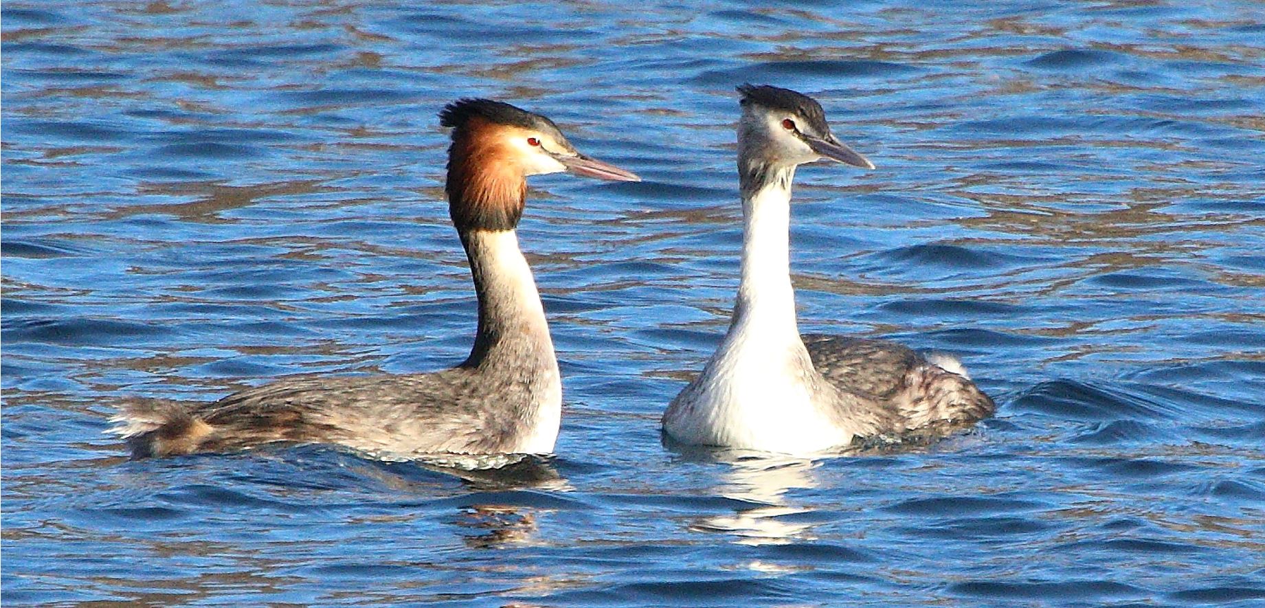 grebes
