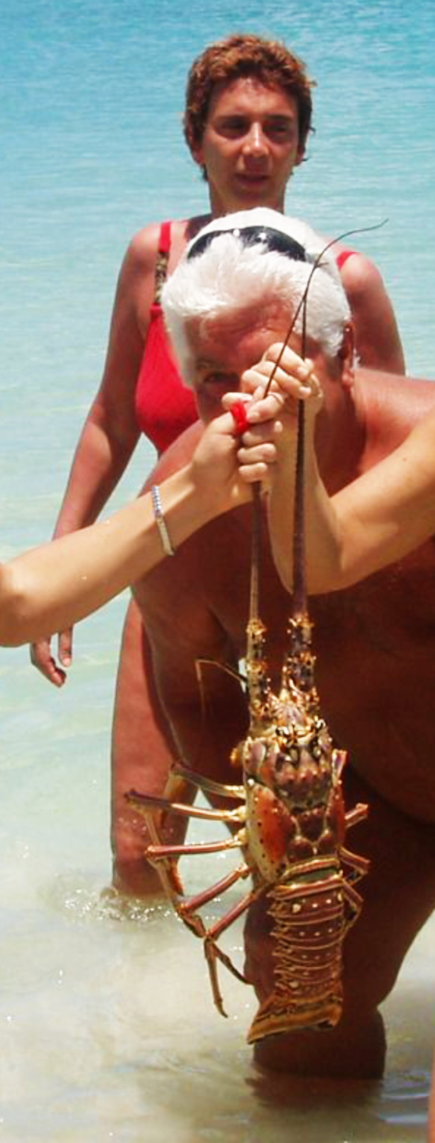 Caribbean specimen