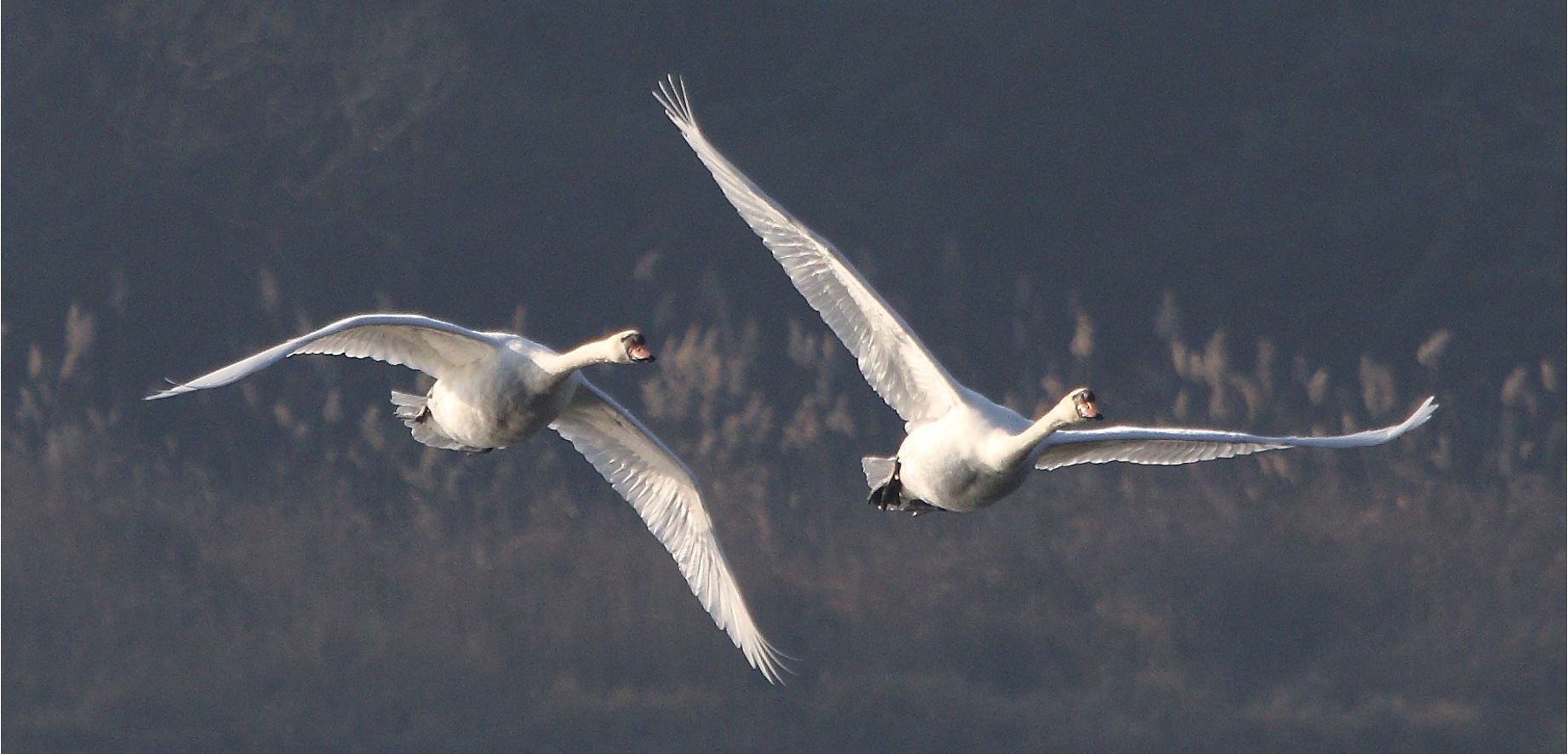 swans in flight 19-01-2022