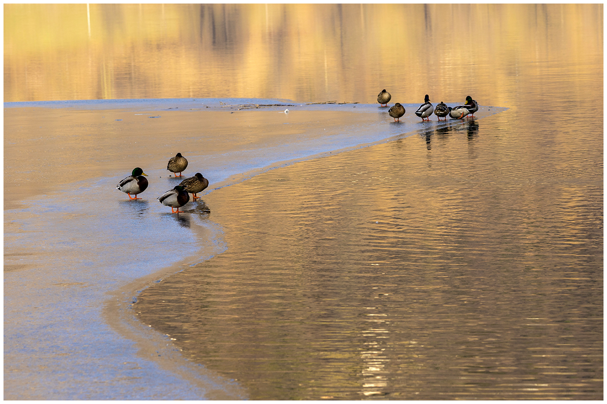 resting on the ice