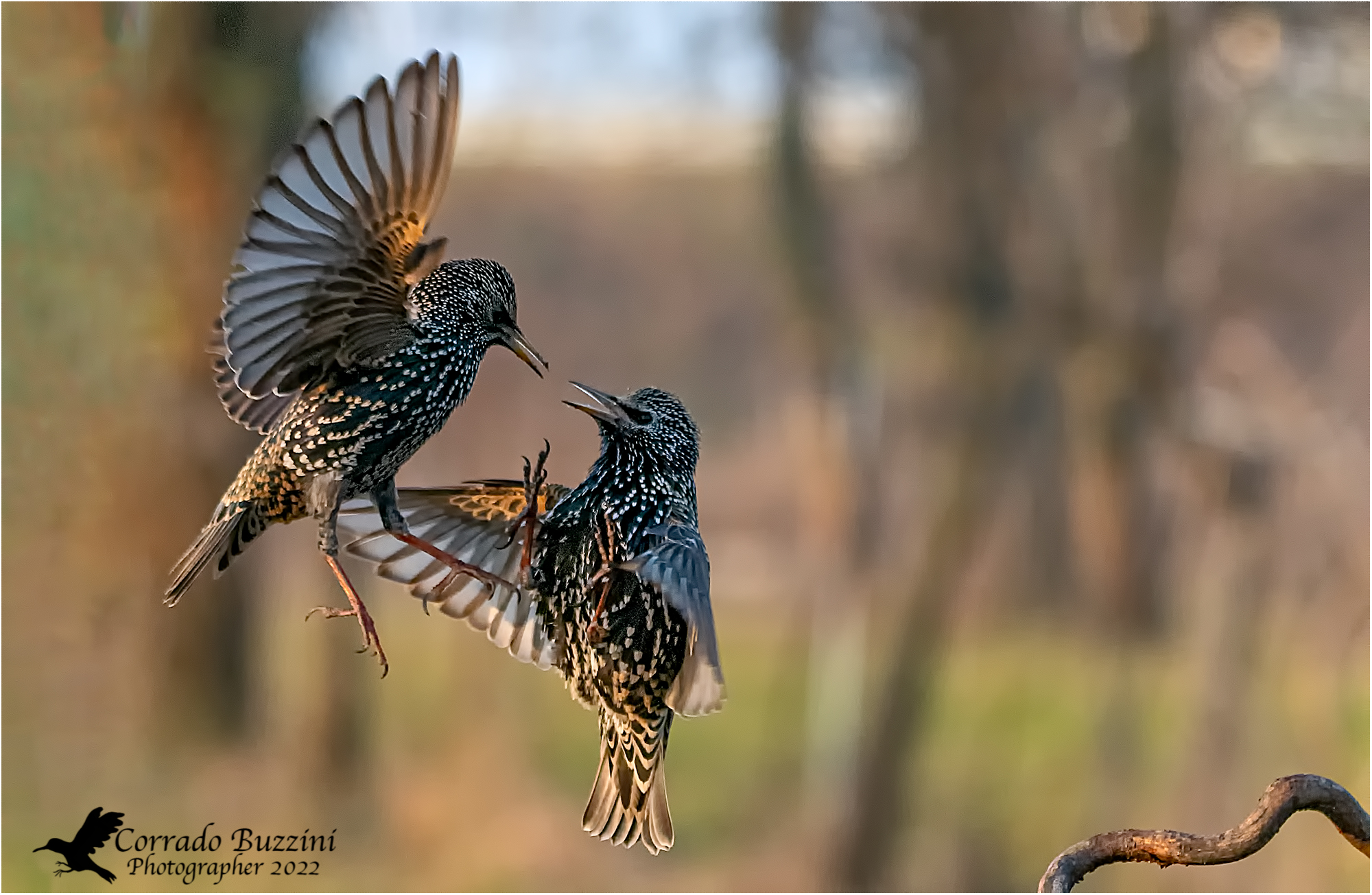 Starlings