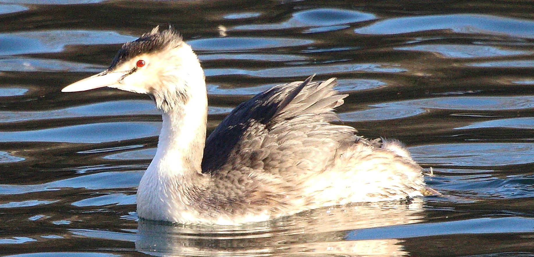 grebe