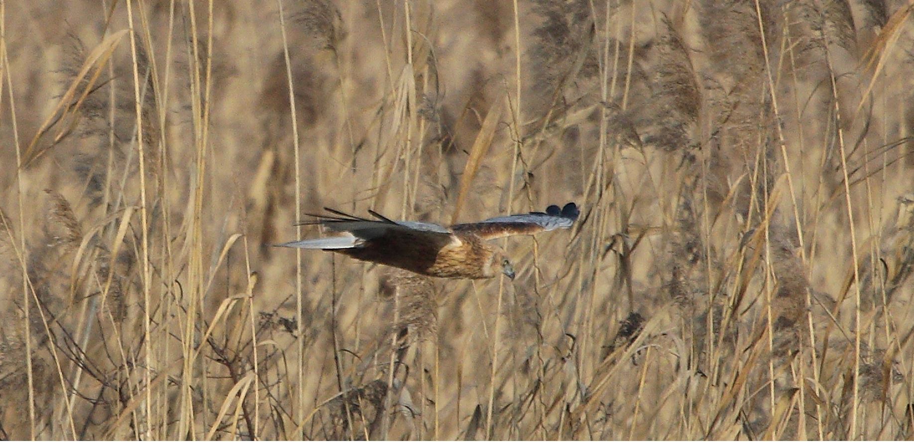 marsh falcon 21-01-2022