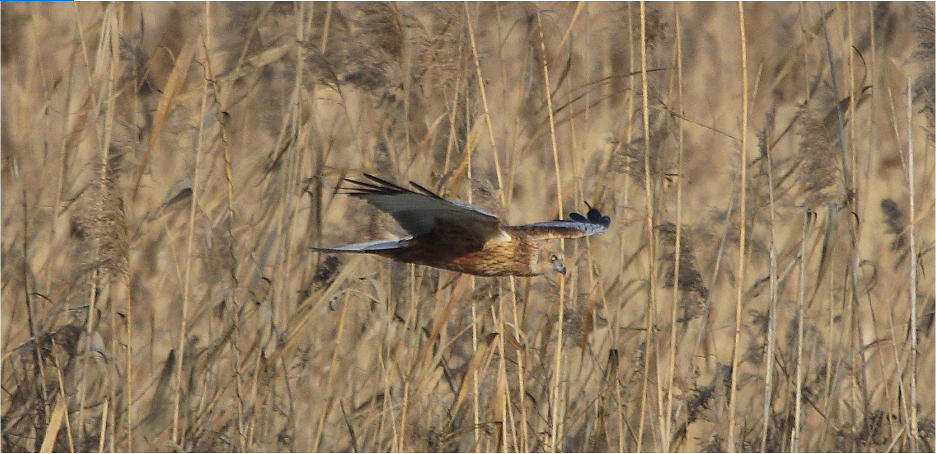 marsh falcon 21-01-2022
