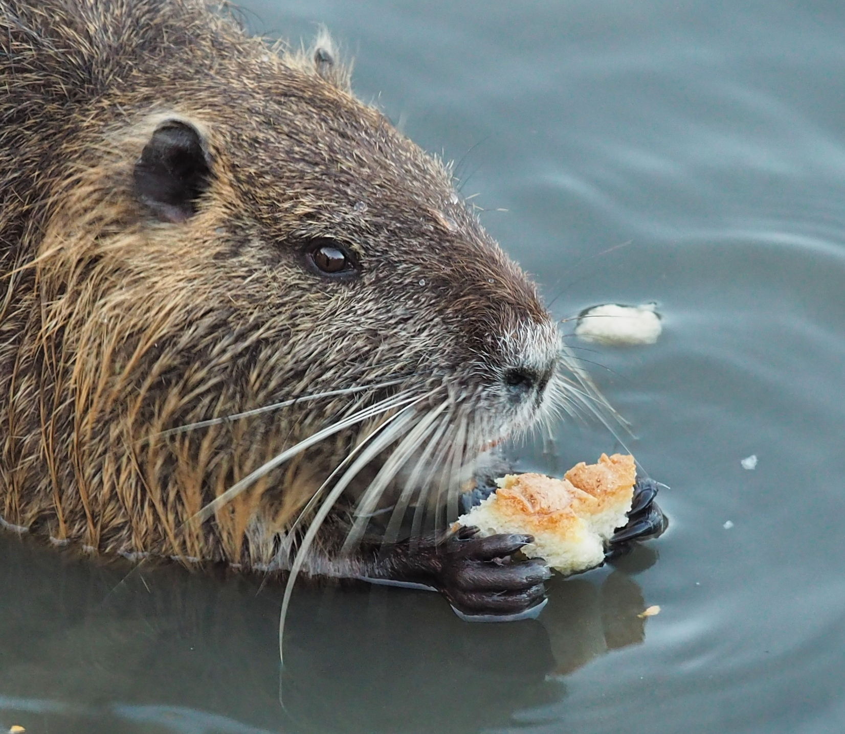 Nutria.. portrait