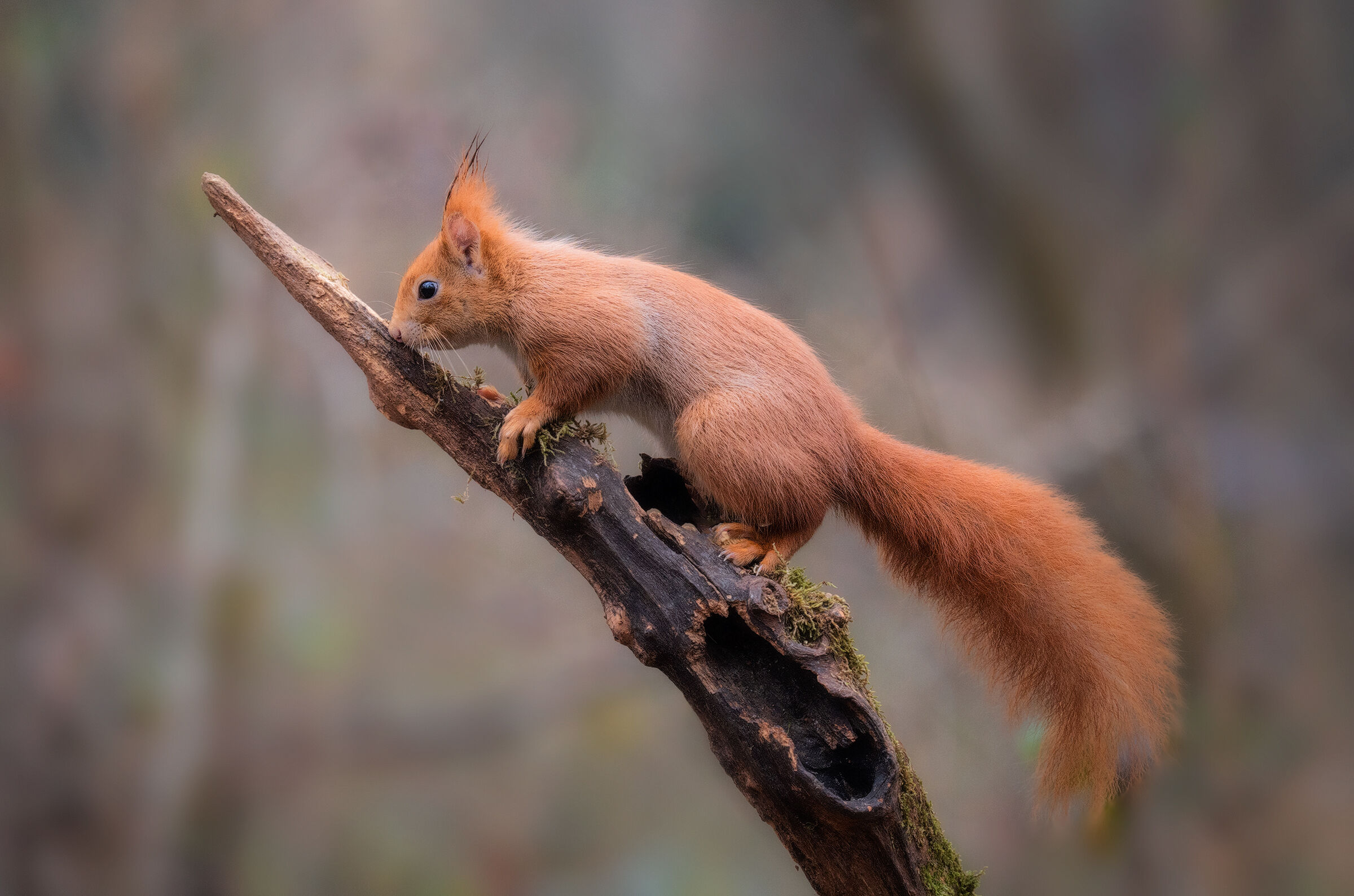 Red squirrel