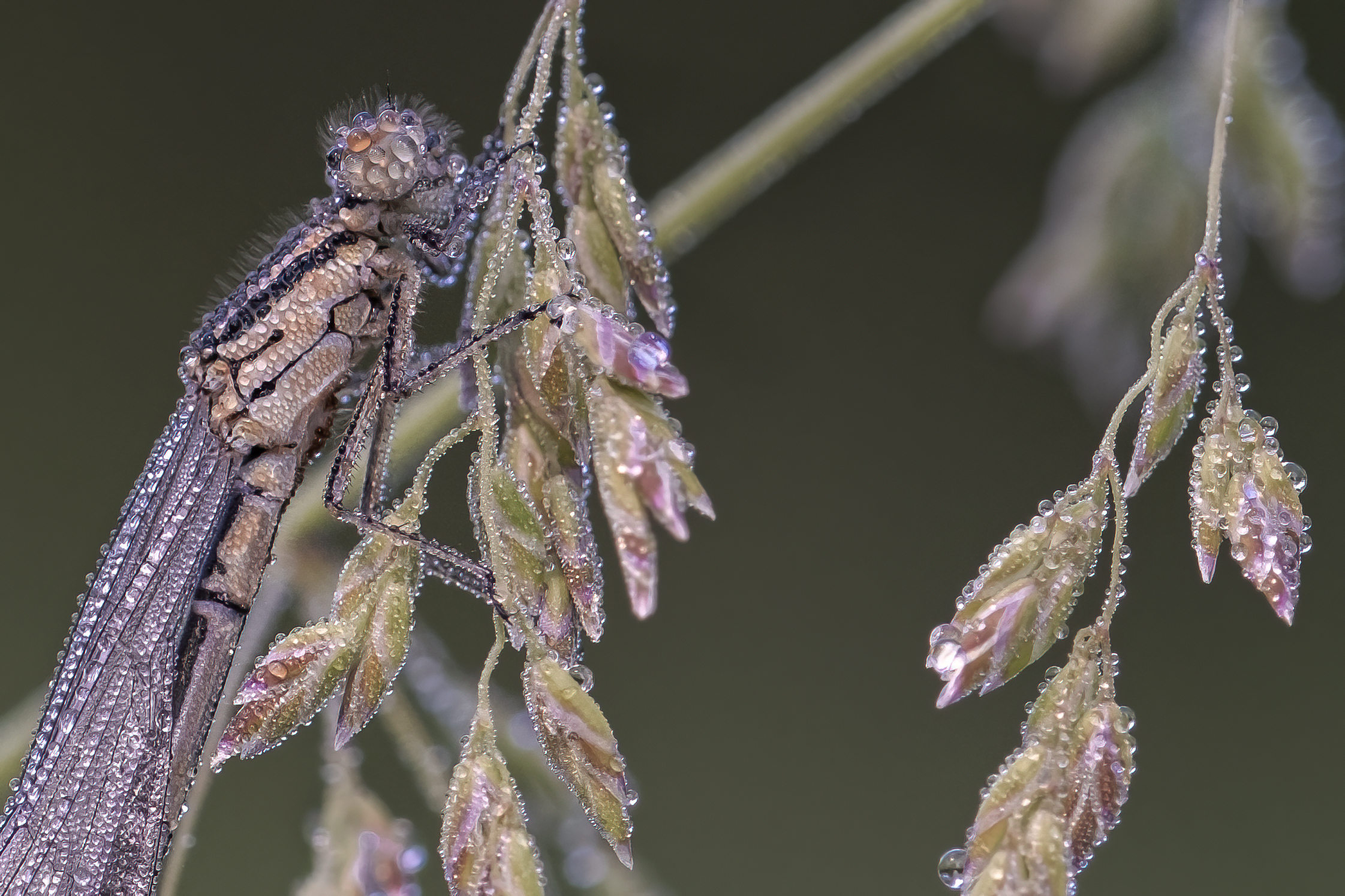 Erythromma viridulum