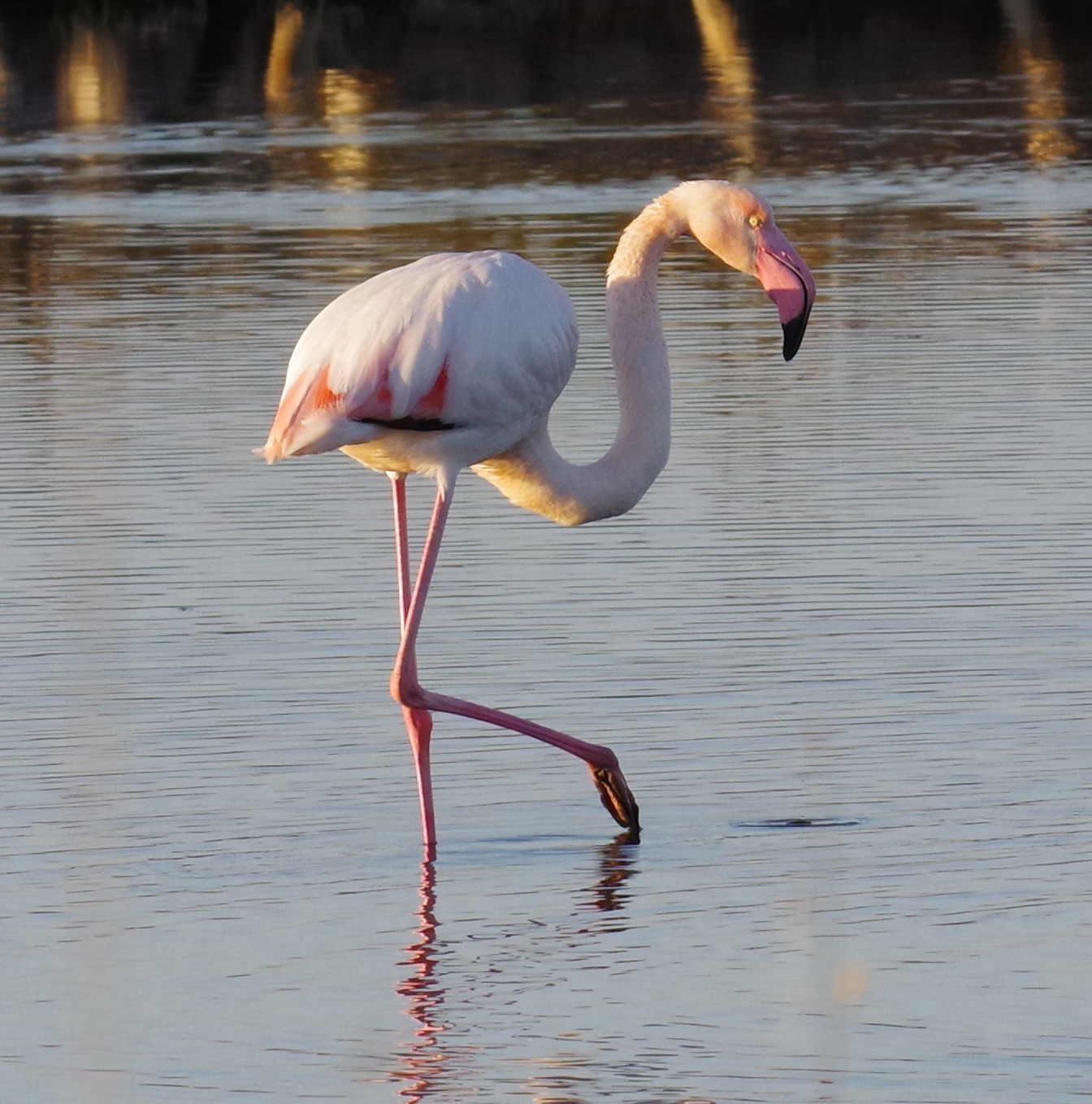 Si lo so... sono bellissima !!!