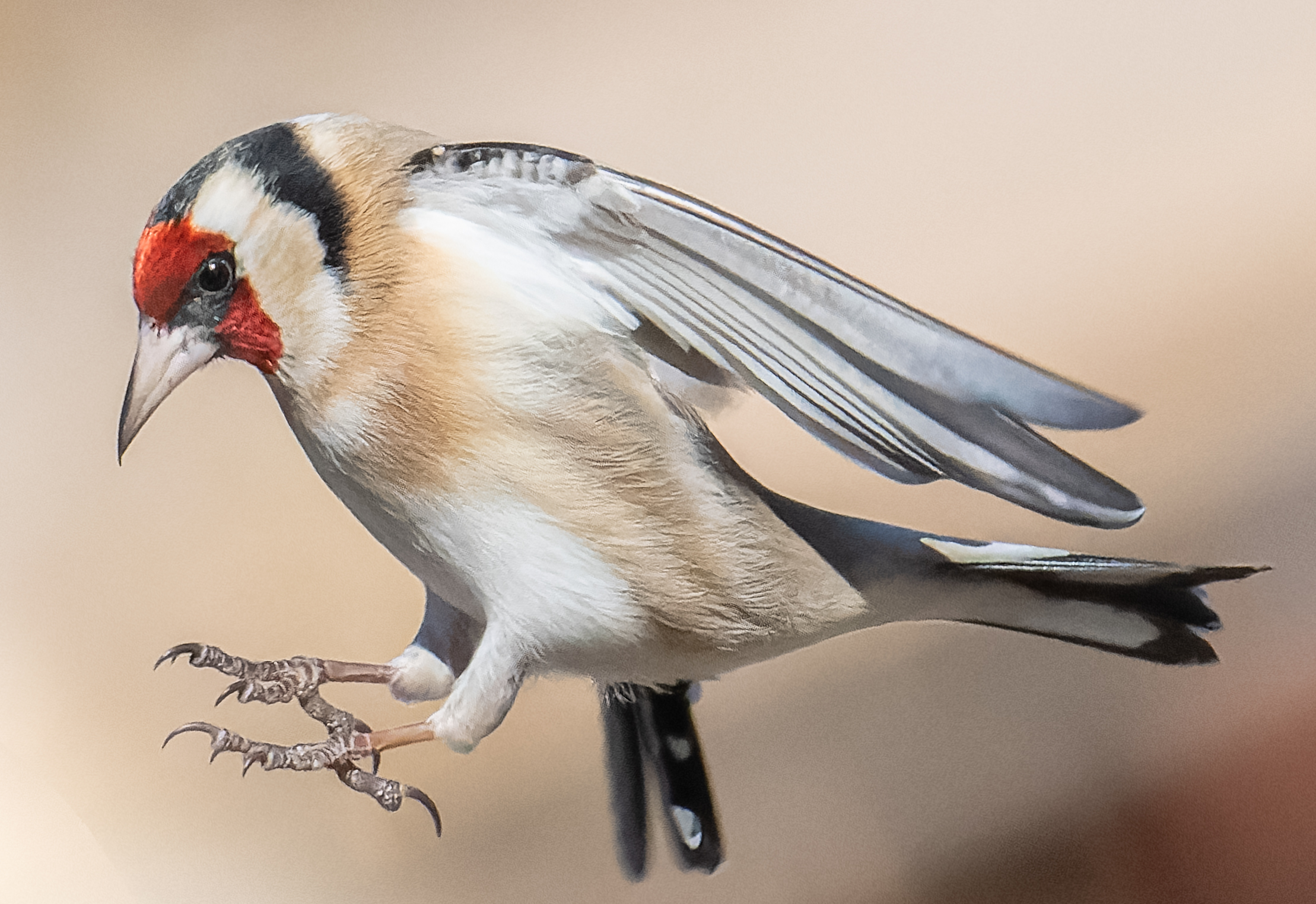 Goldfinch. Portrait in profile, close-up.