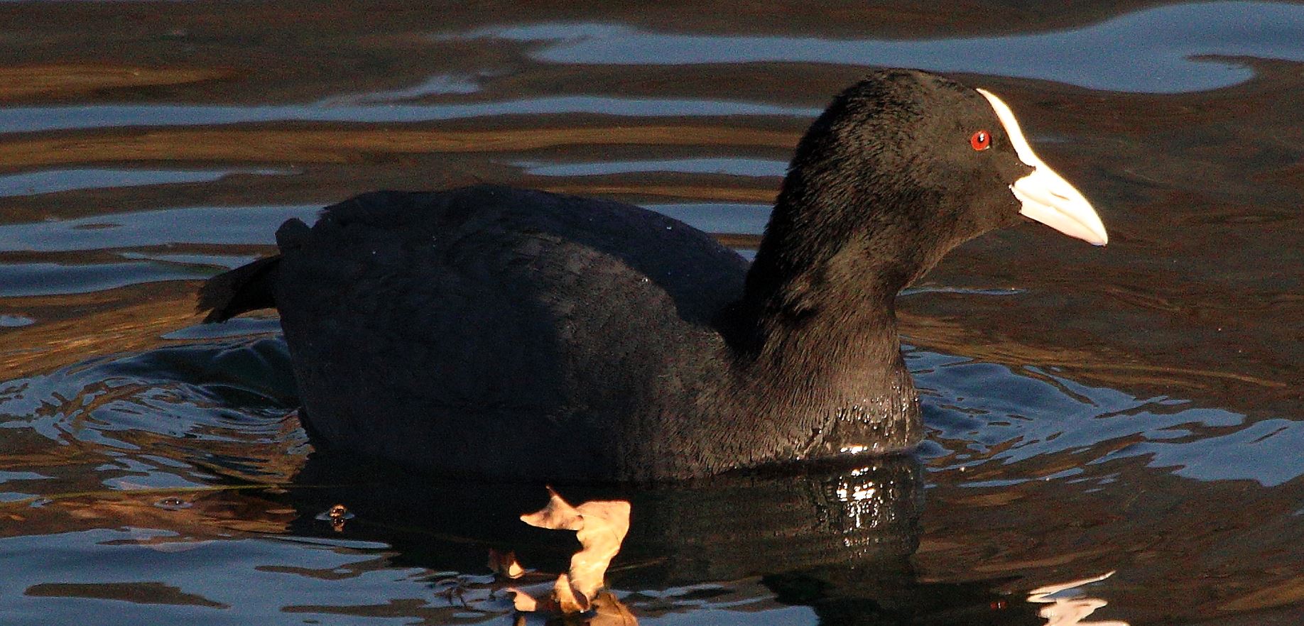 coot 17-01-2022