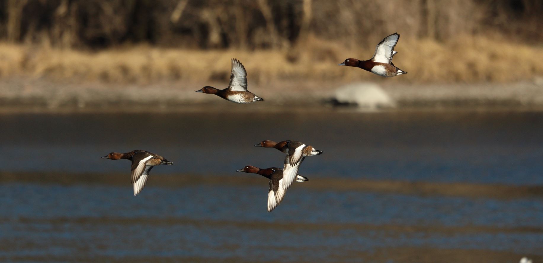 ferruginous duck