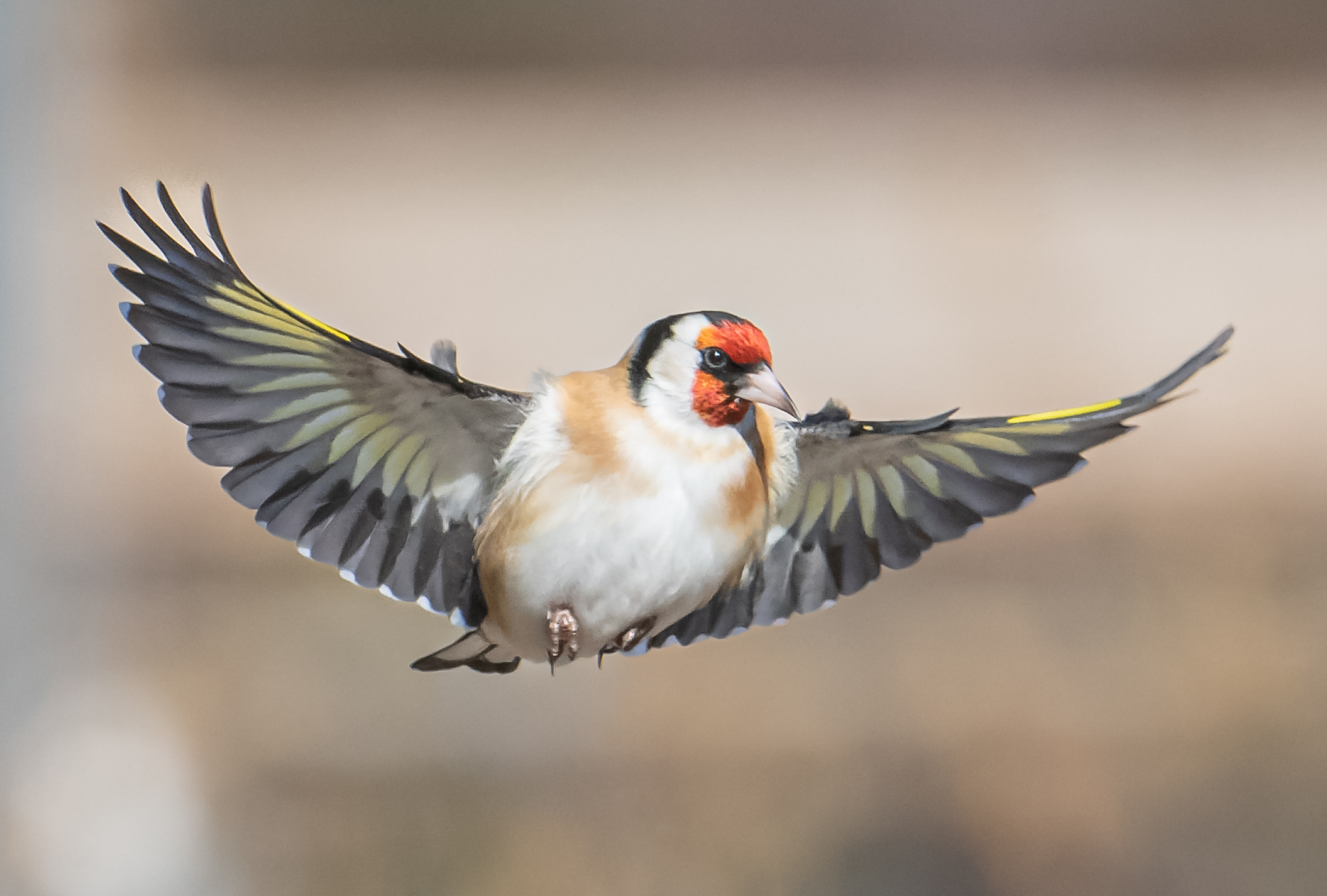 Cardellino in volo