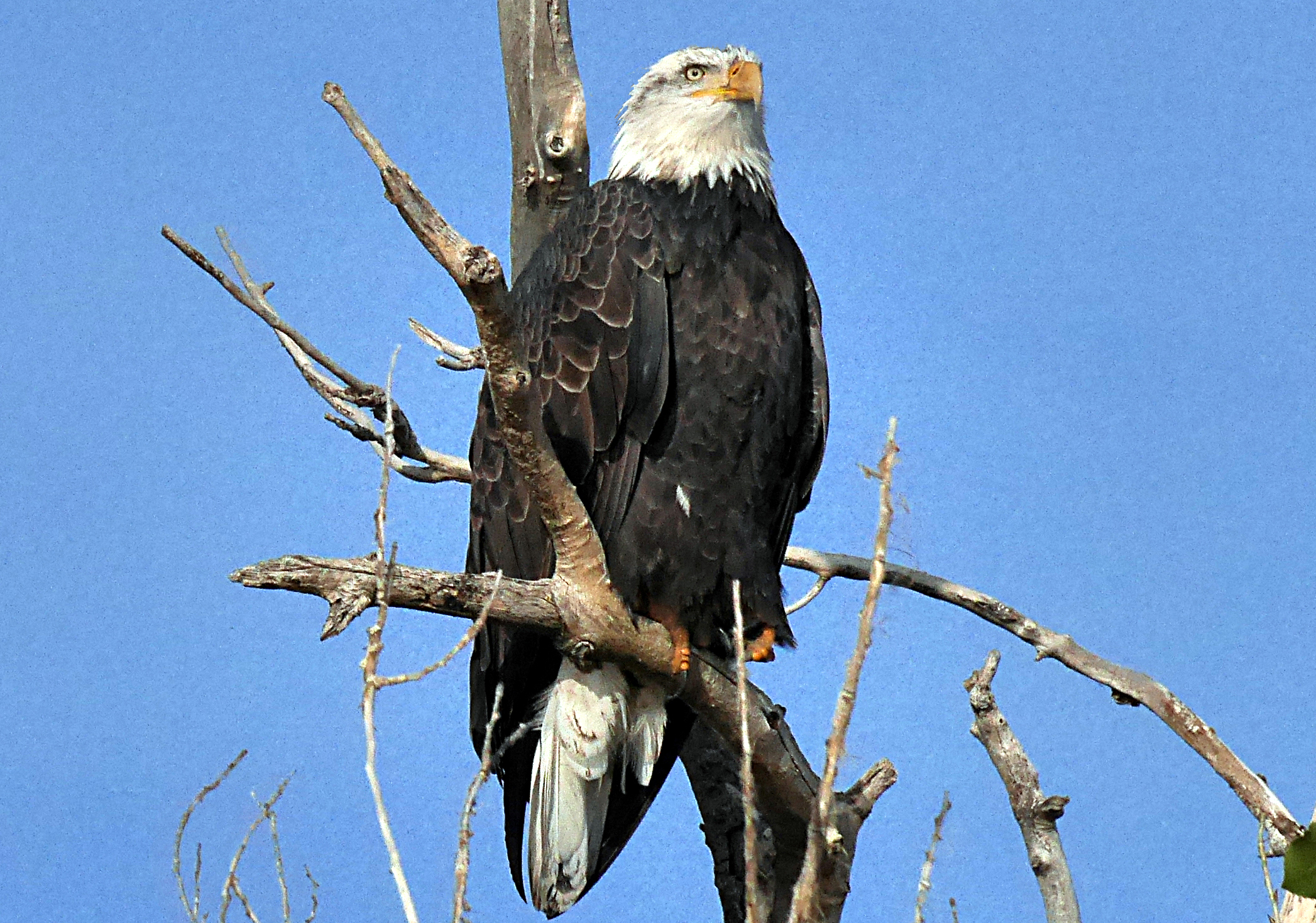 Aquila calva