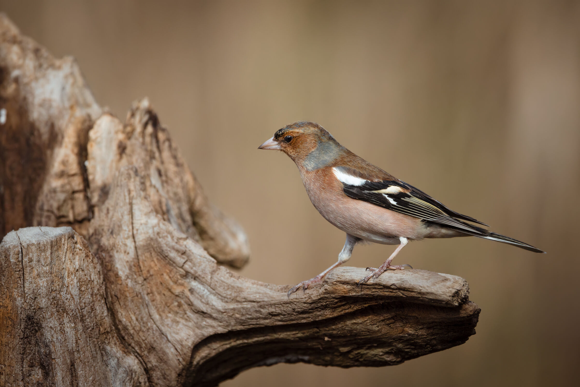 Chaffinch n.4