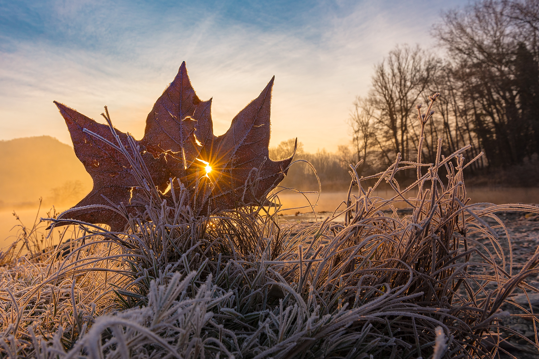 L'alba in una foglia