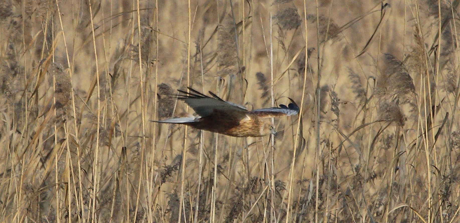 marsh falcon 21-01-2022