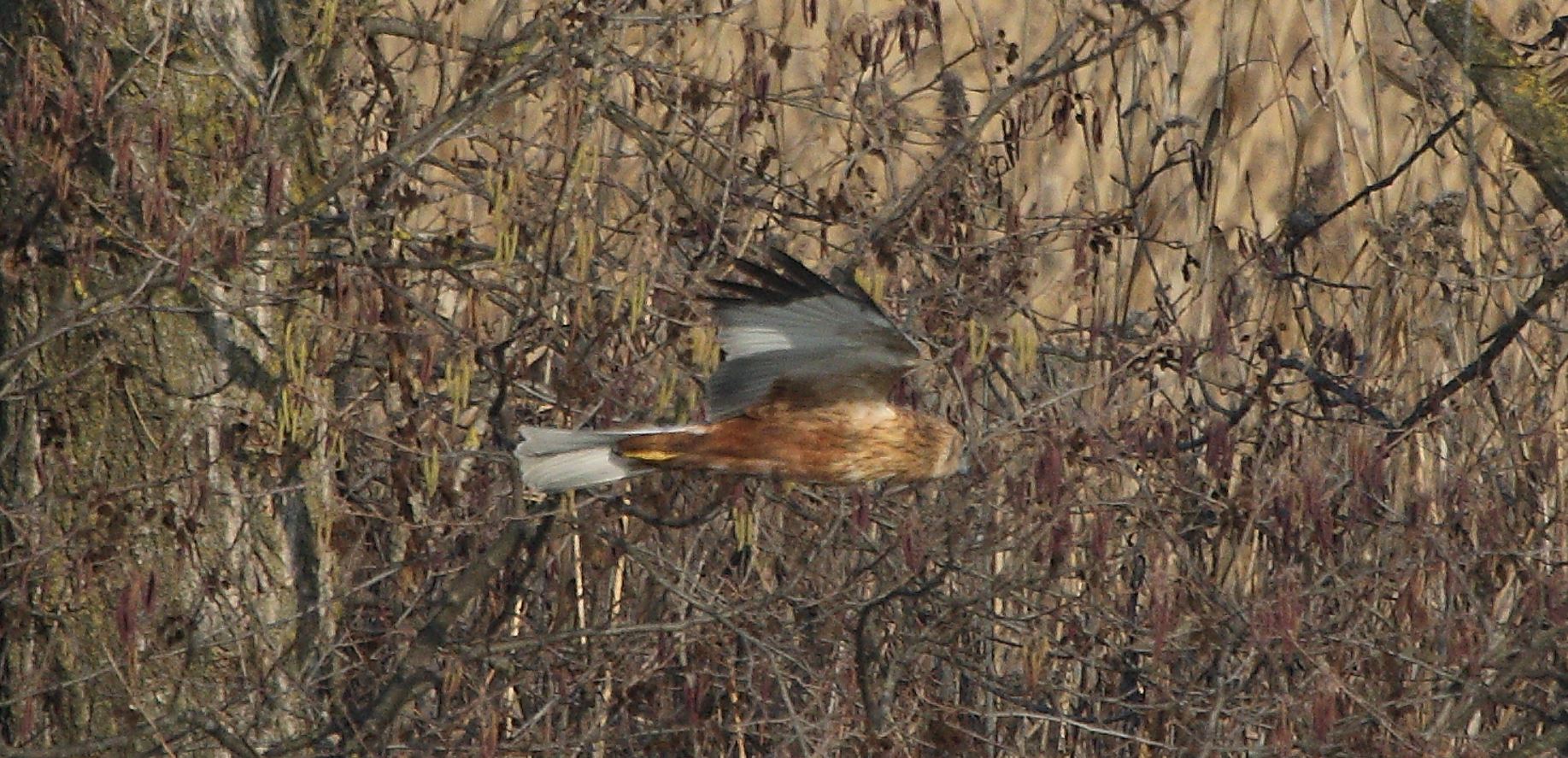 marsh falcon 21-01-2022