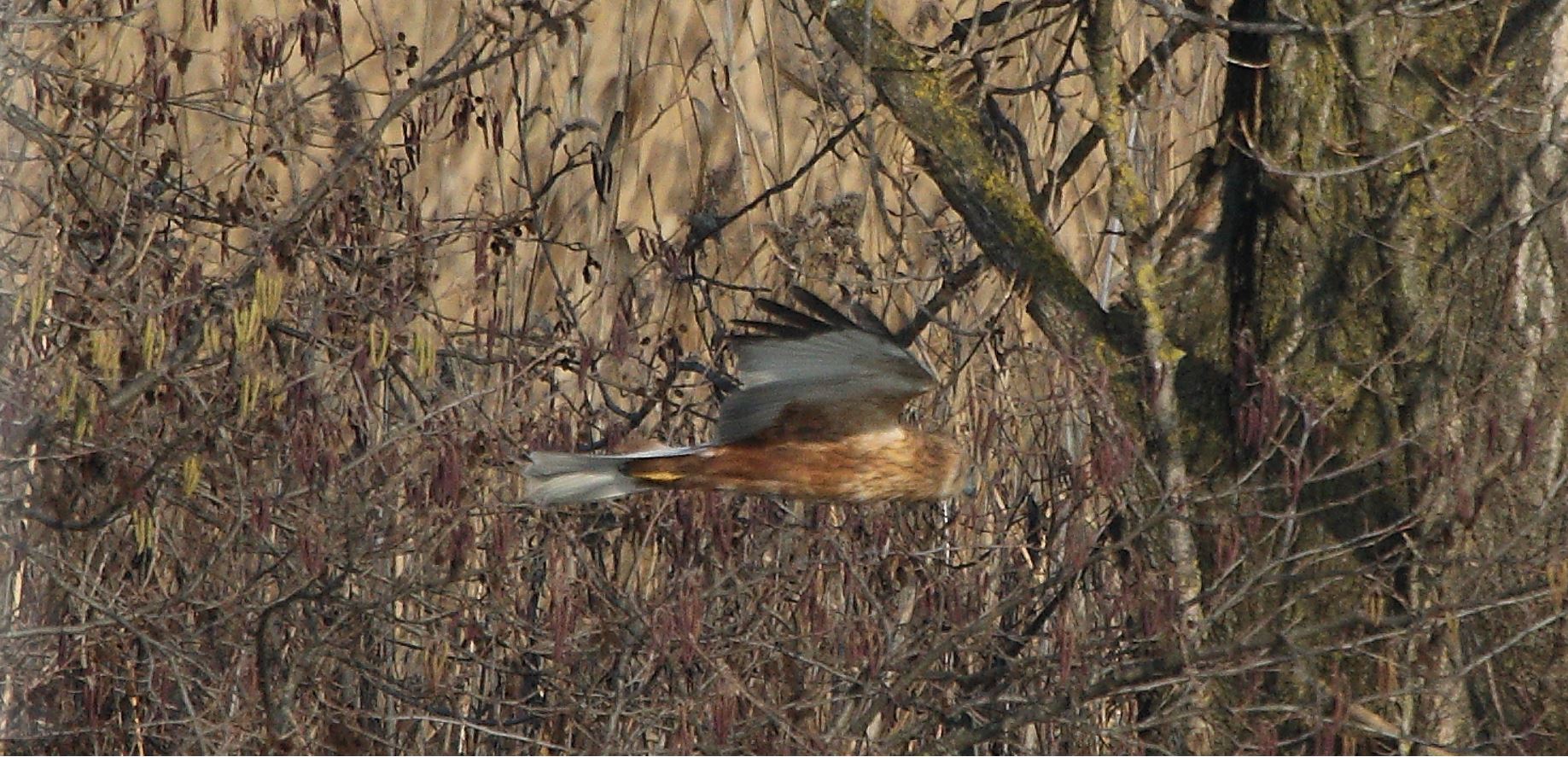 marsh falcon 21-01-2022