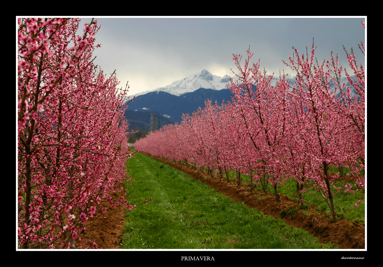 primavera