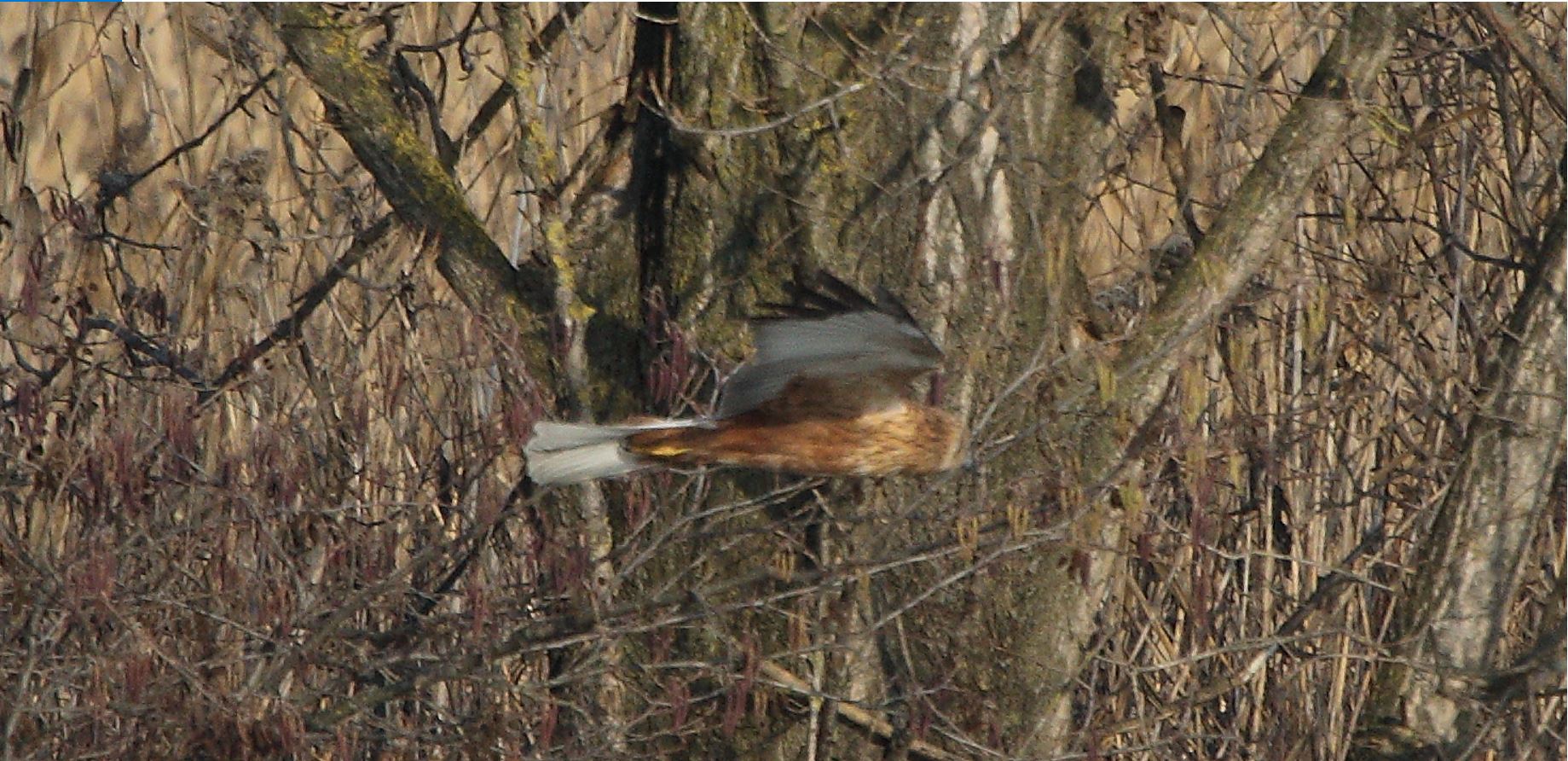 marsh falcon 21-01-2022