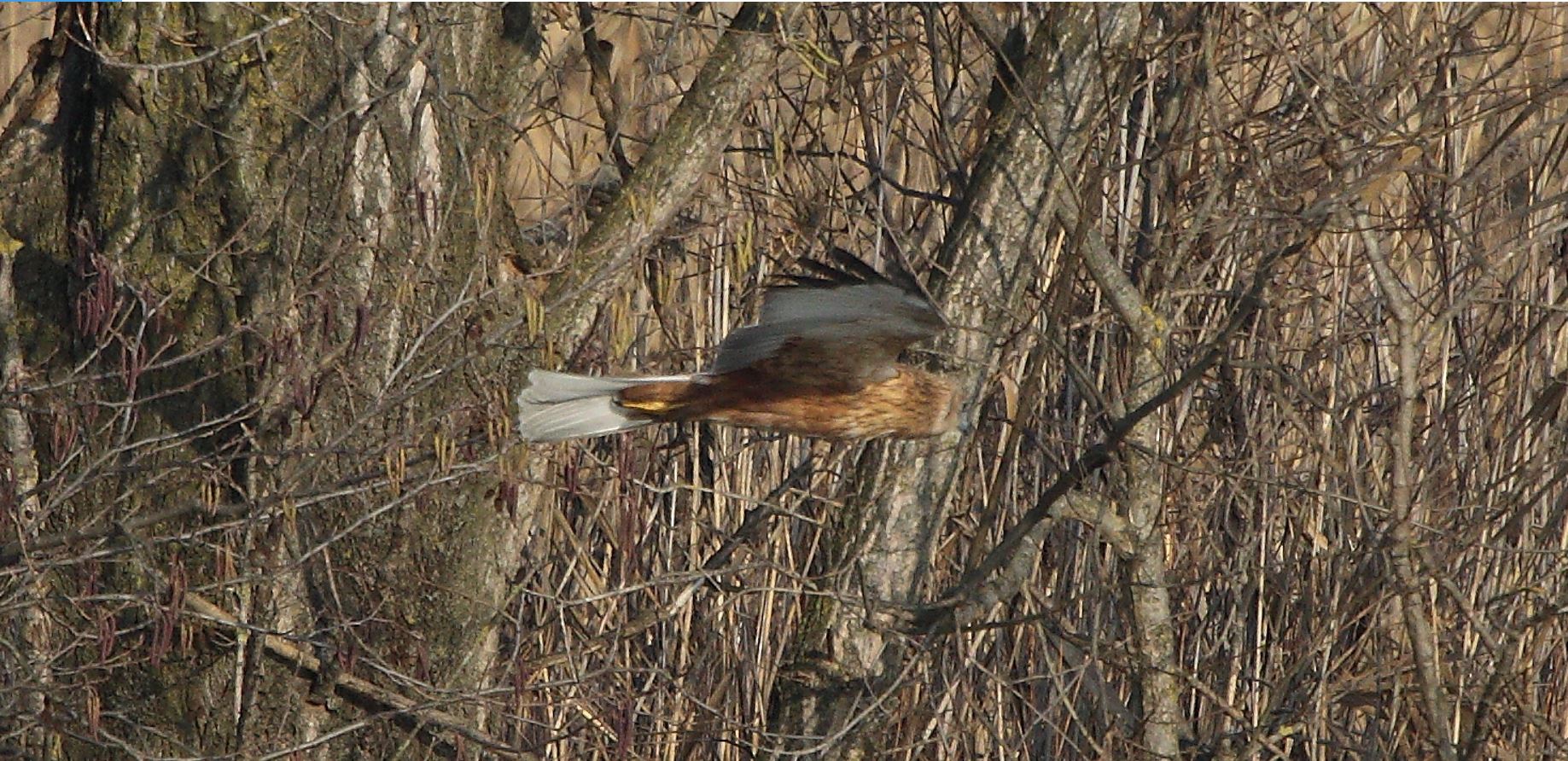 marsh falcon 21-01-2022