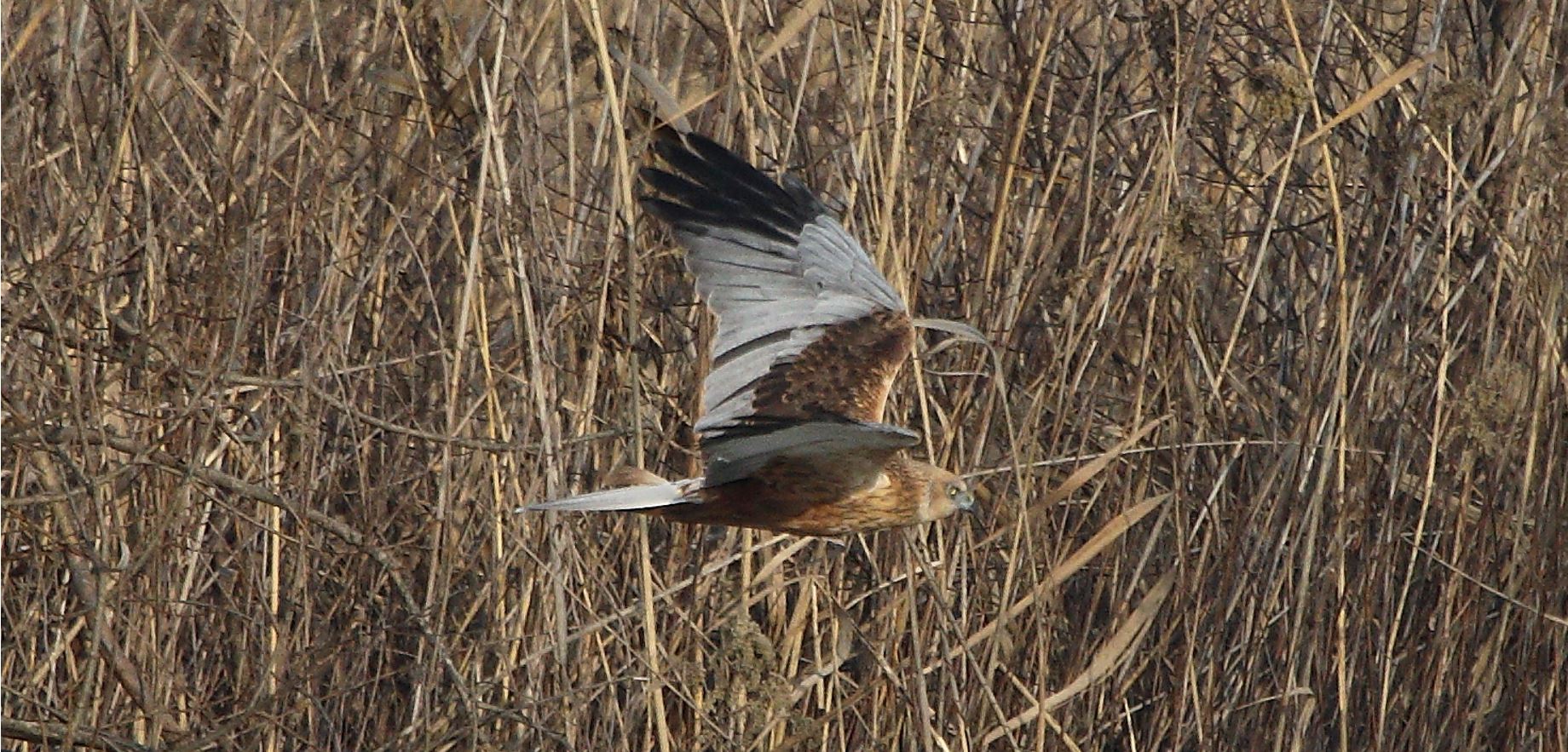 marsh falcon 21-01-2022