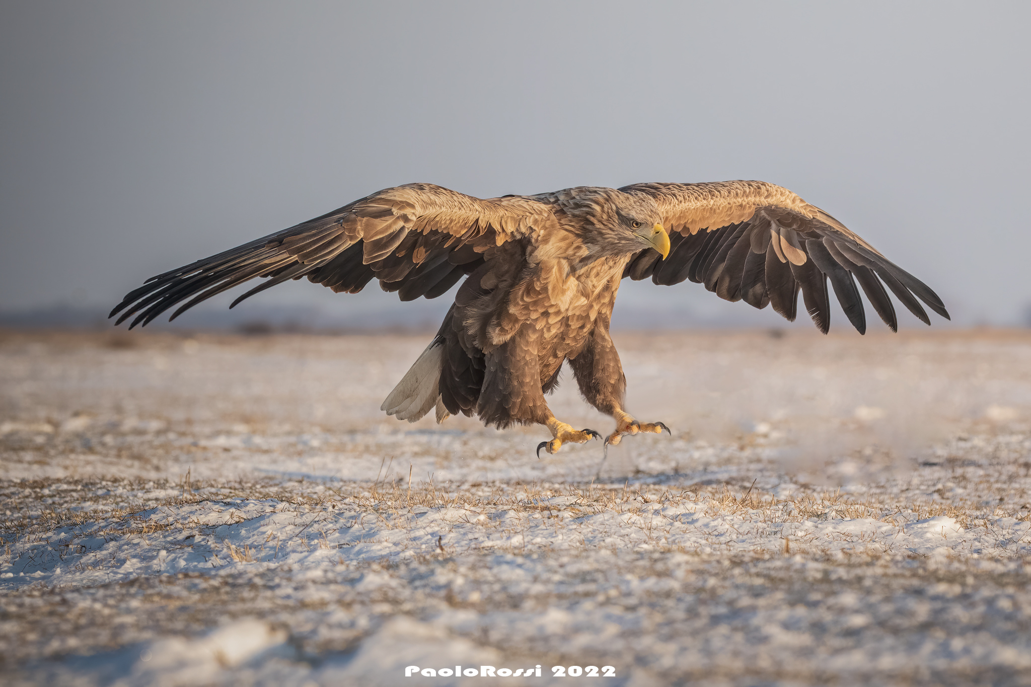 White-tailed sea eagle...