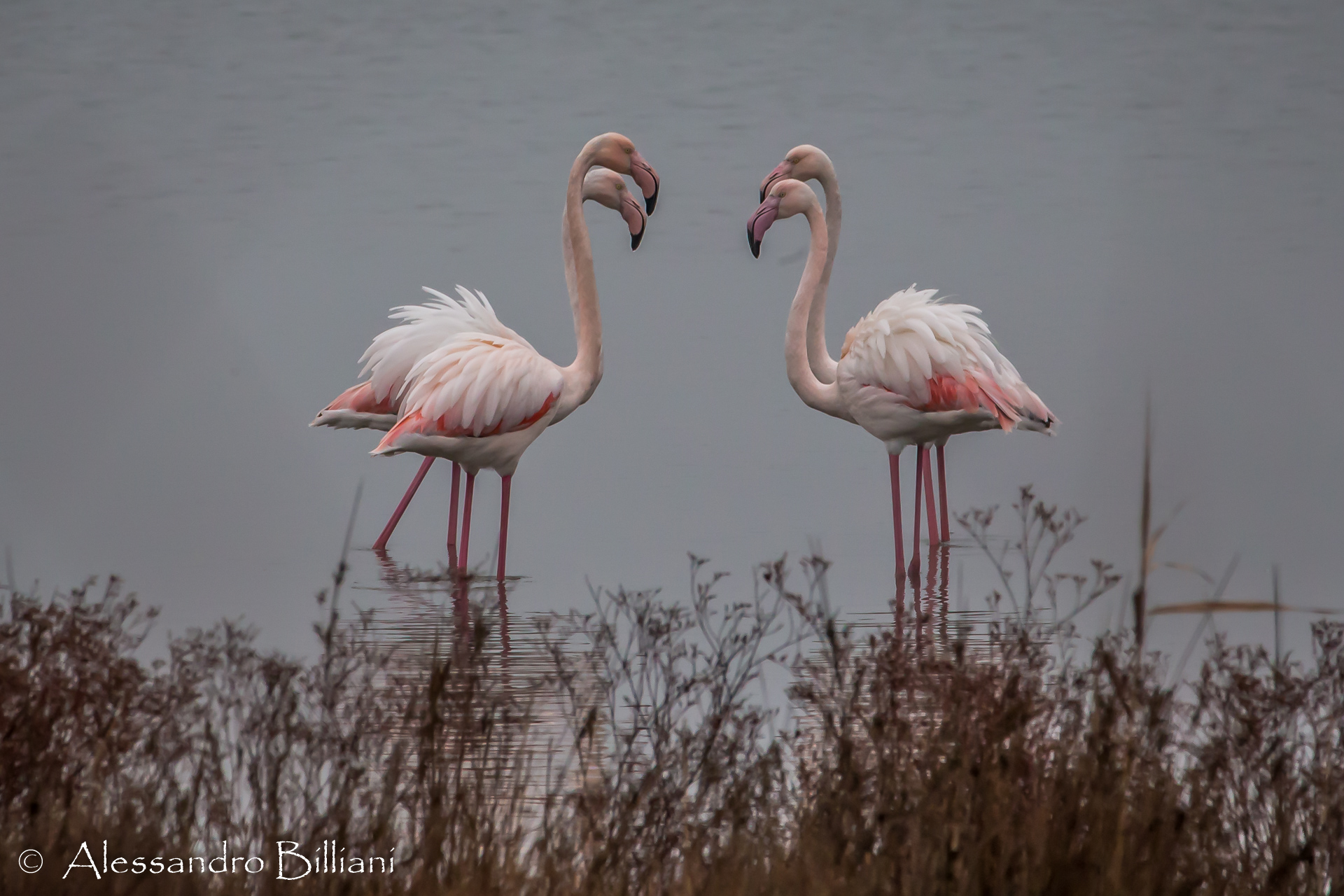 Mamola, me son de Gravo