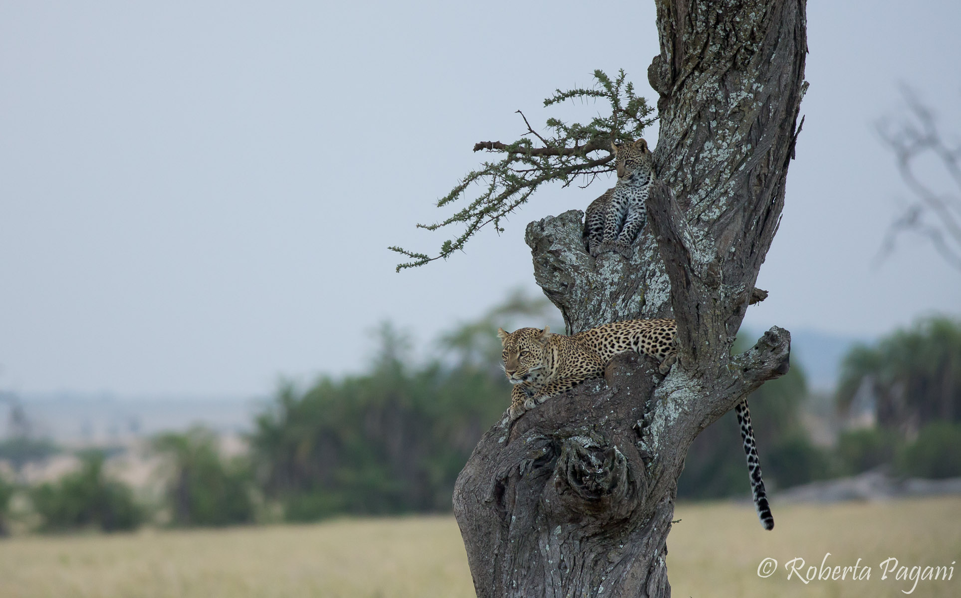 Mother leopard with cub
