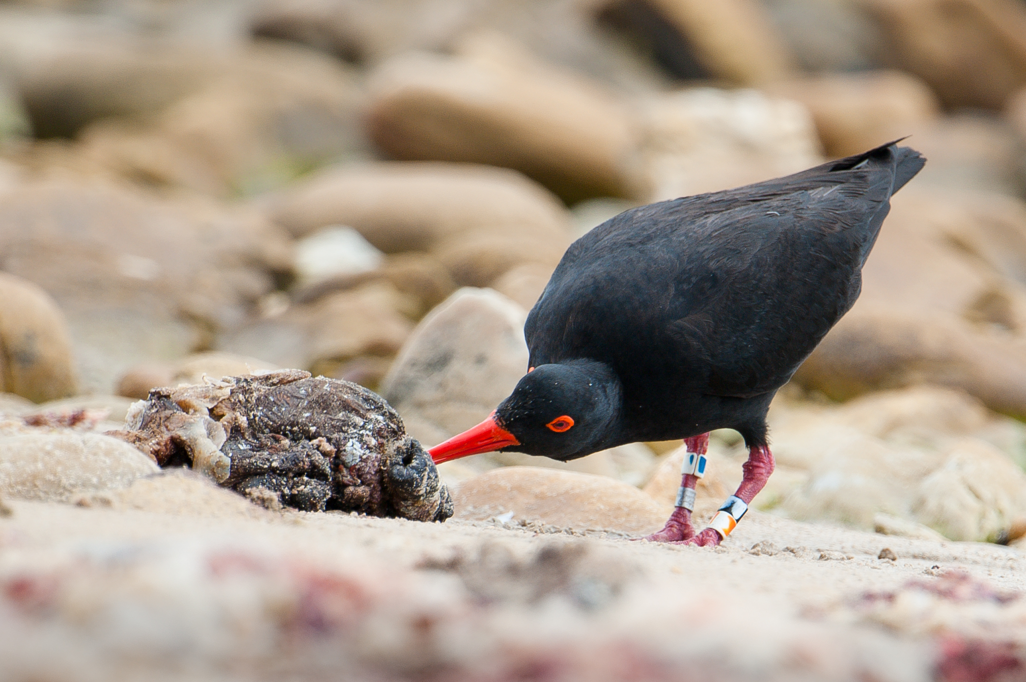 African oystercatcher
