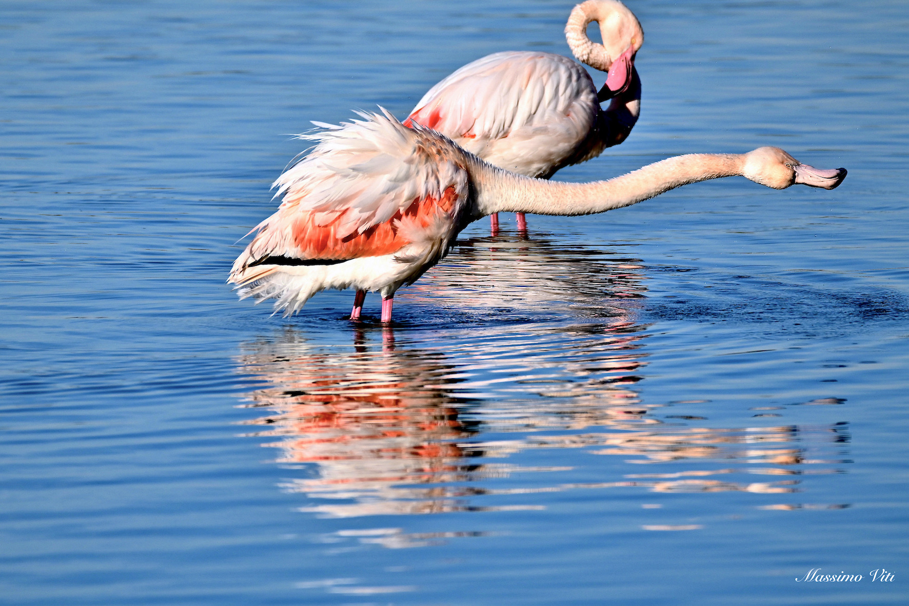 Lo stretching del Fenicottero rosa