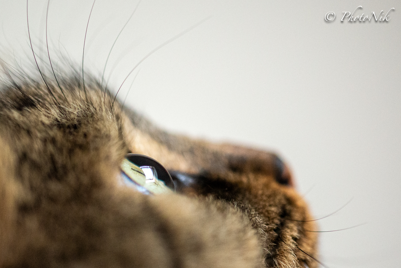 Occhio felino
