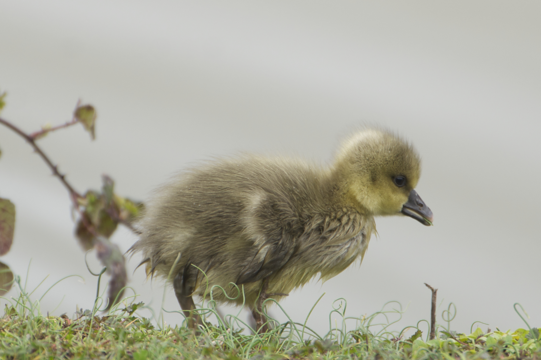 Anser anser in ranges