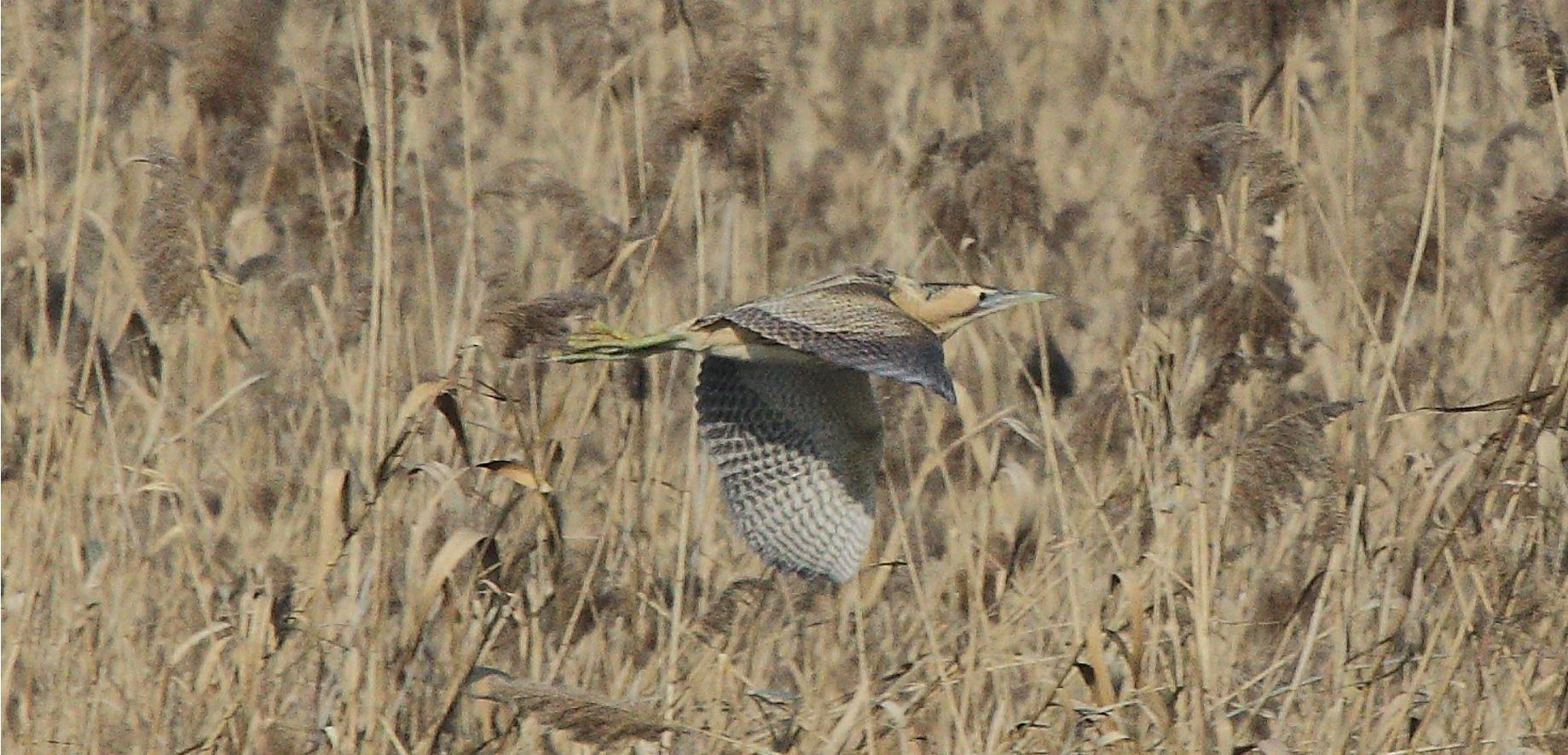 Bittern 24-01-2022