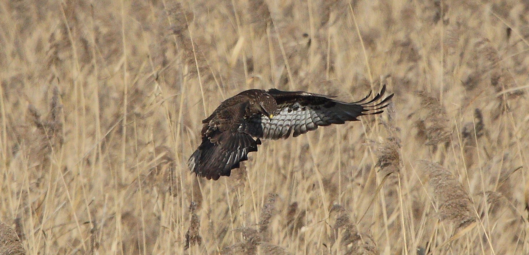 buteo 24-01-2022