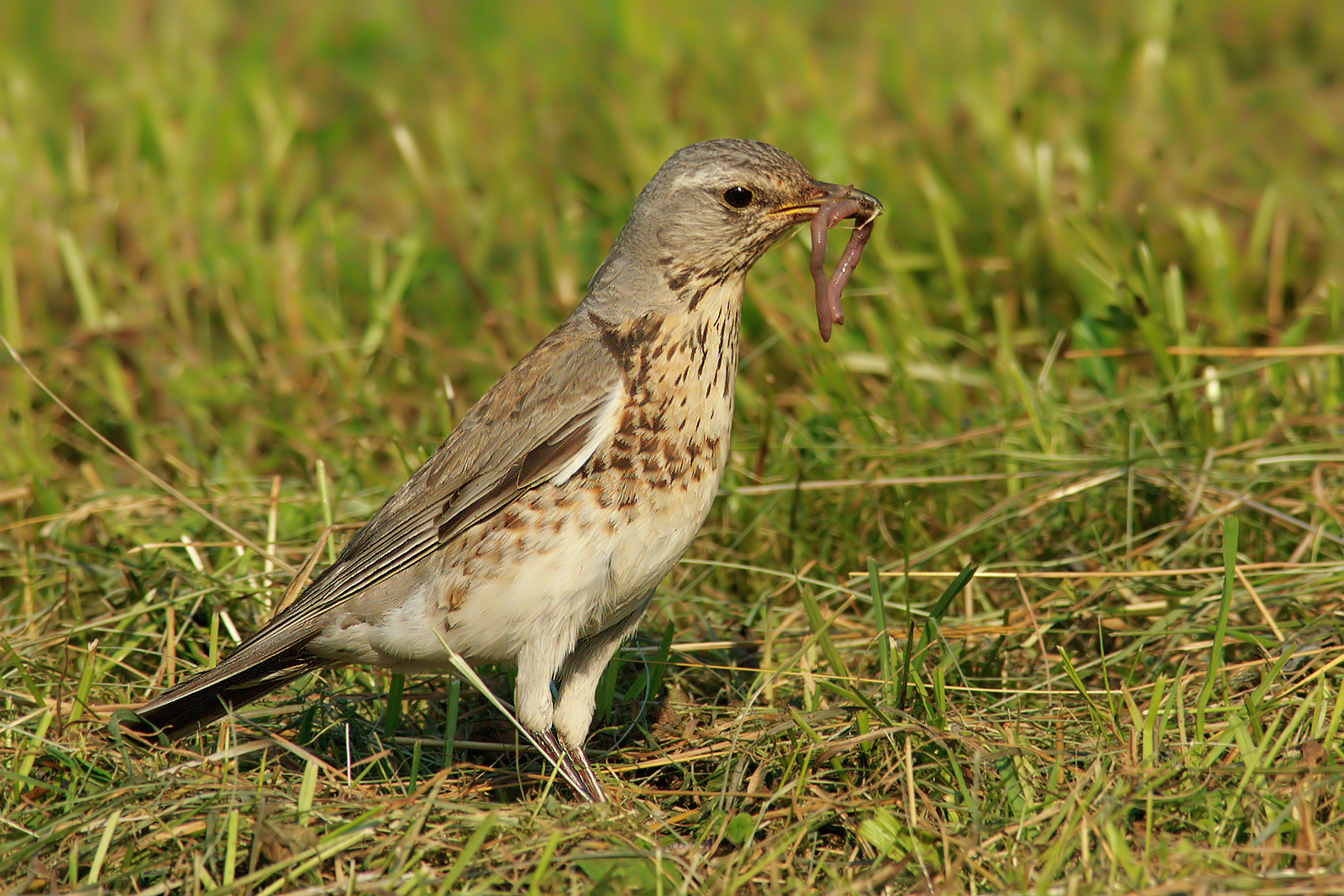 Fieldfare.