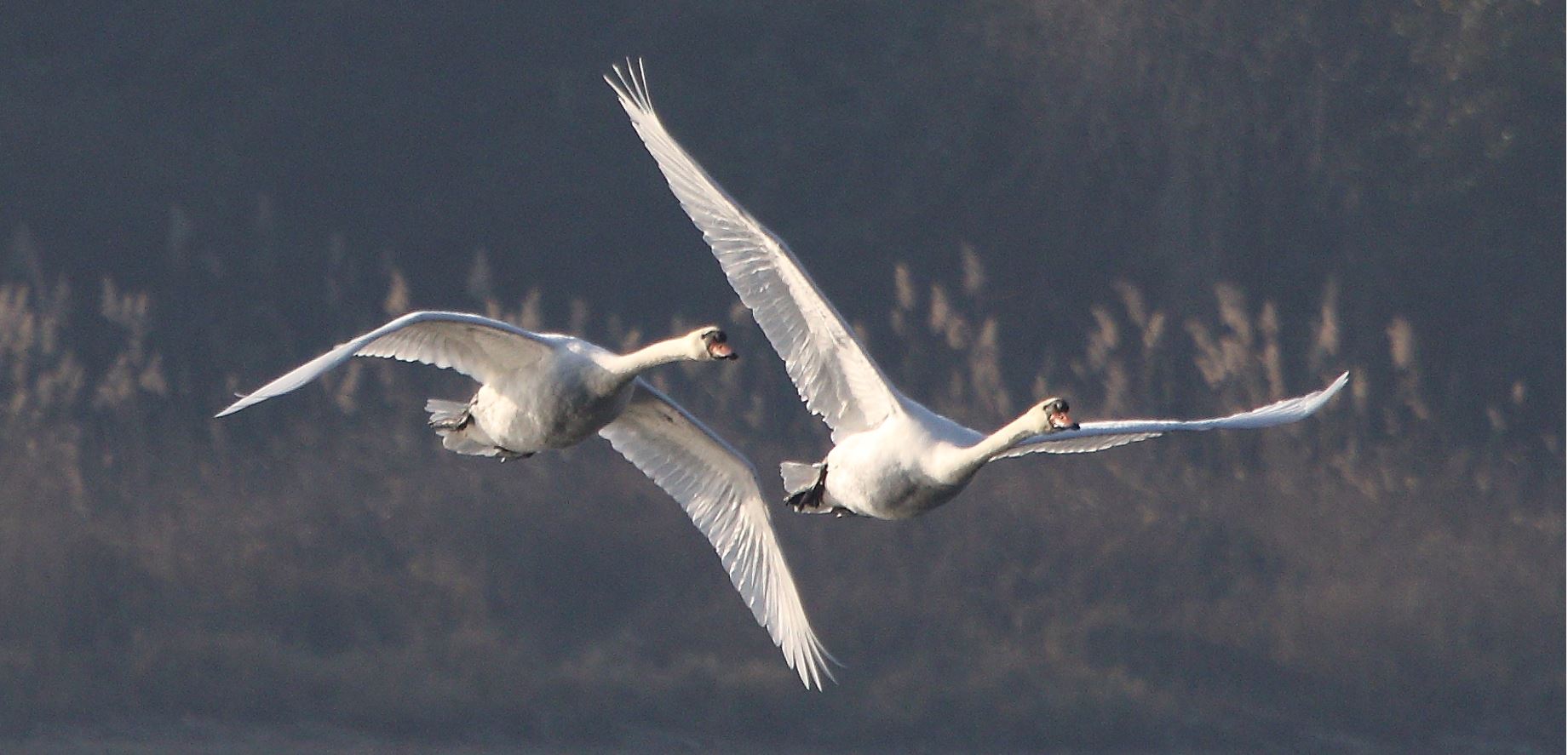 swans in flight 19-01-2022