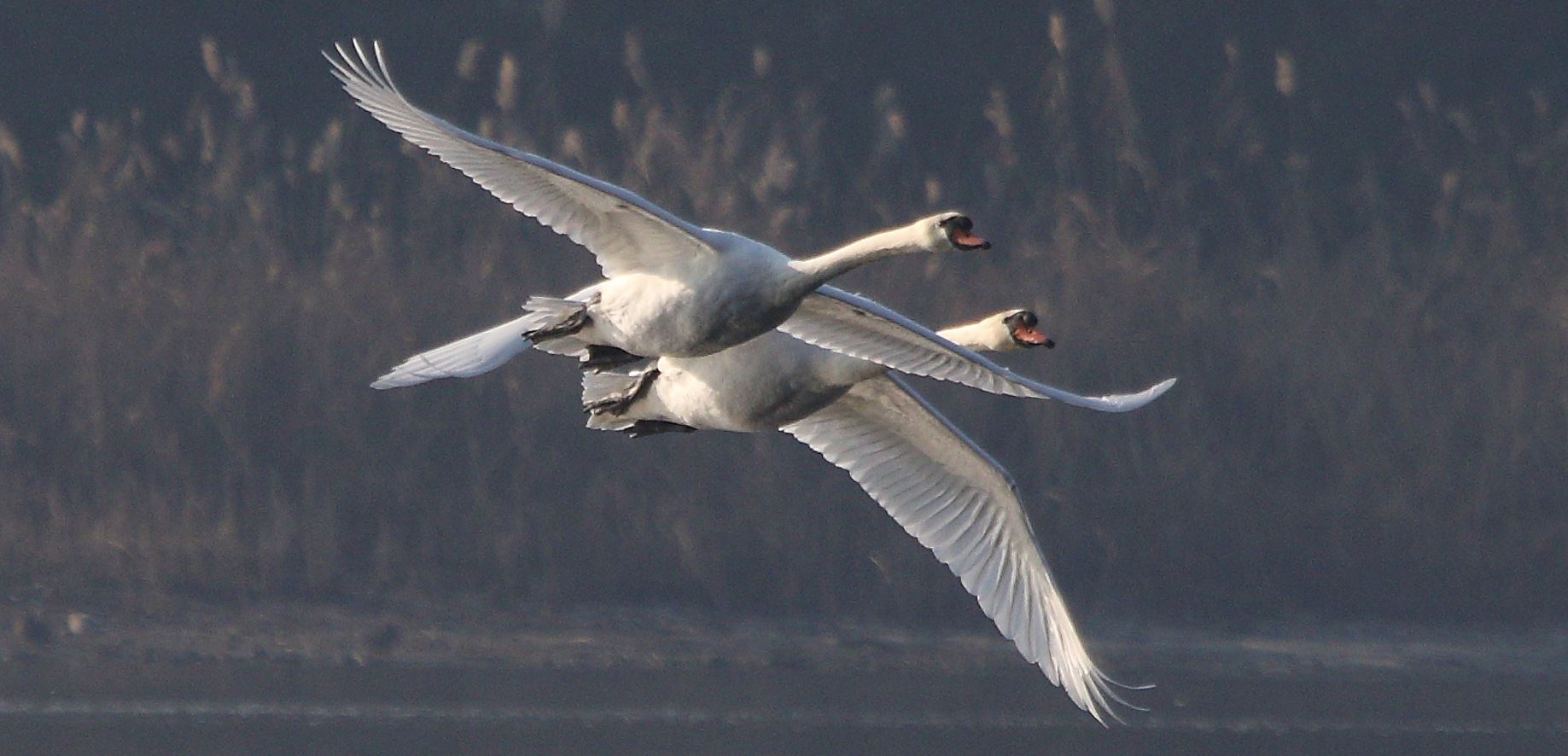 swans in flight 19-01-2022