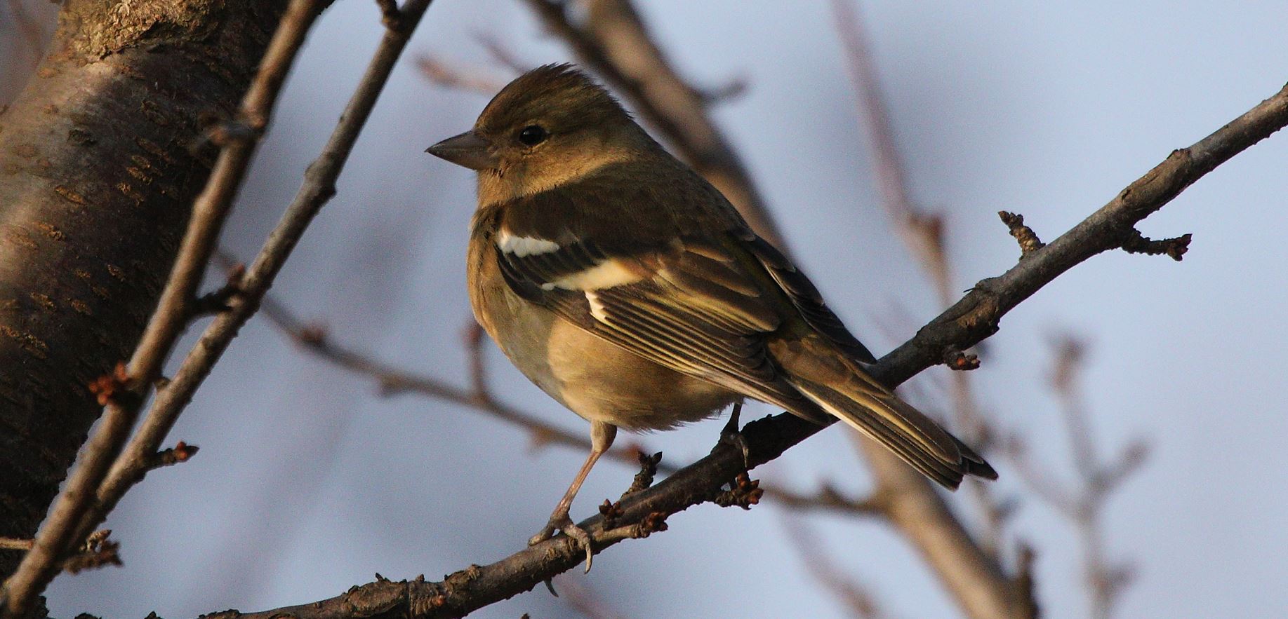 chaffinch 20-01-2022