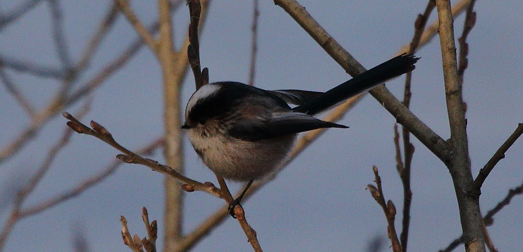 codibugnolo 21-01-2022