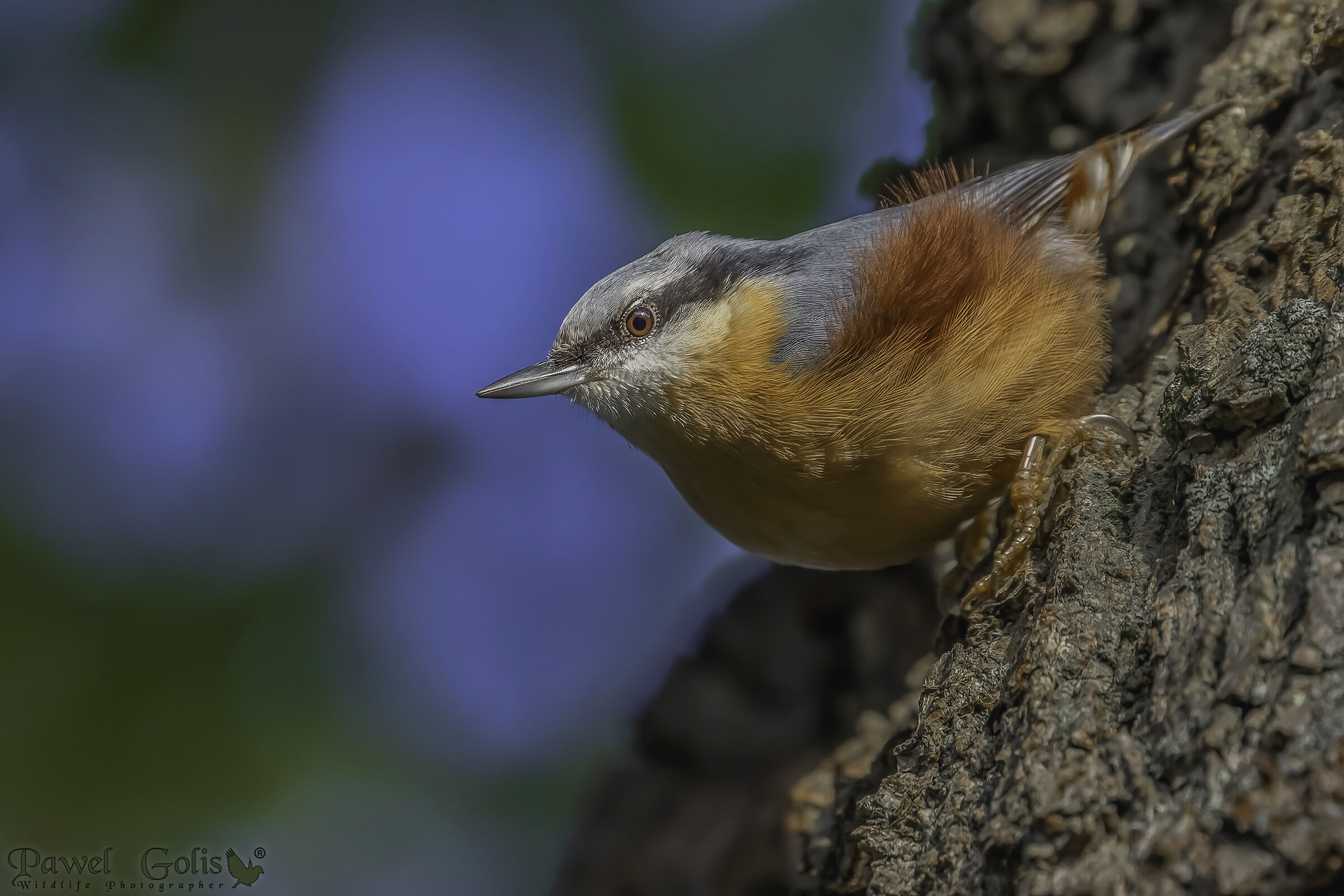 Nuthatch (Sitta europaea)
