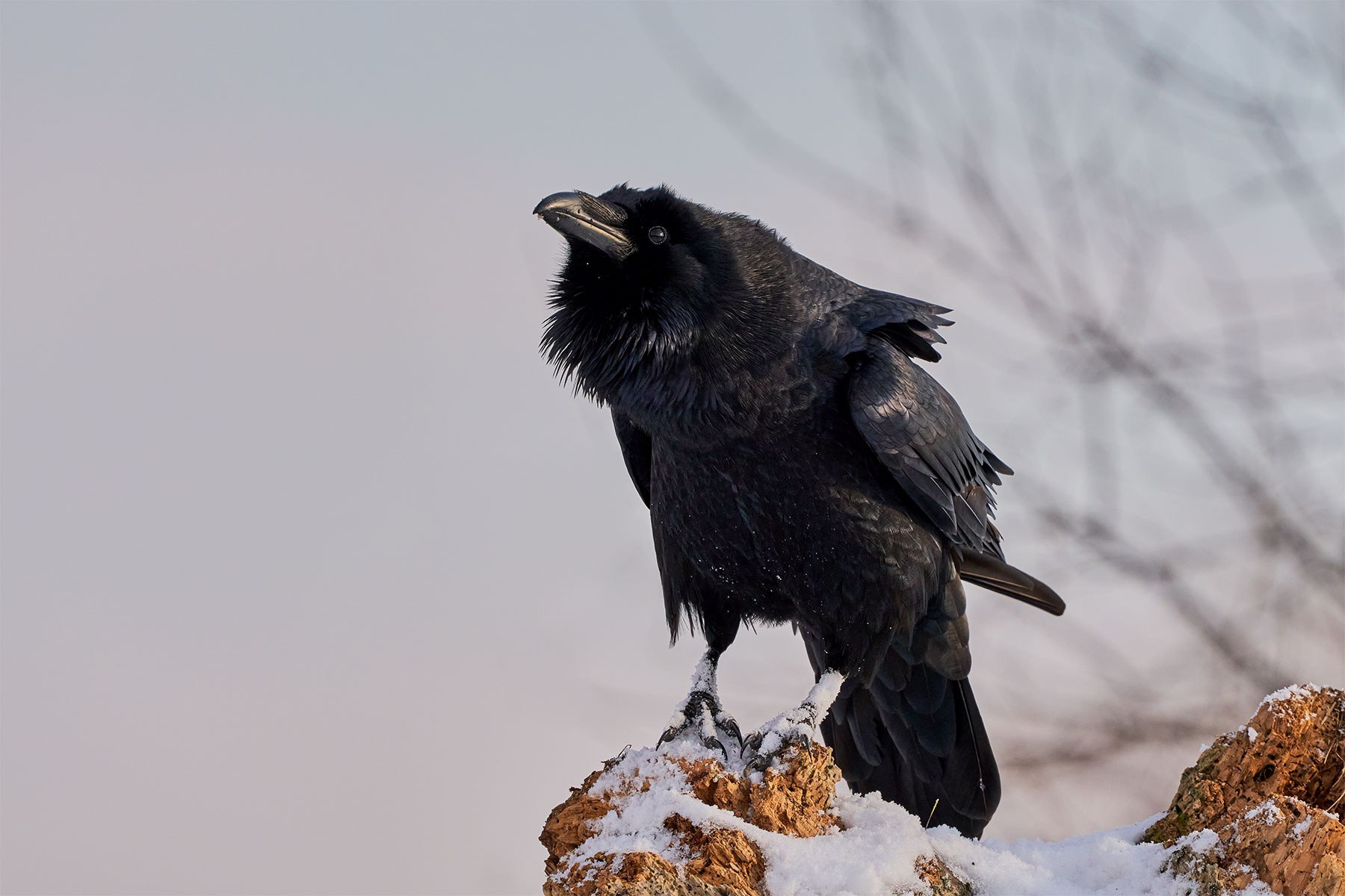 The common raven (Corvus corax)