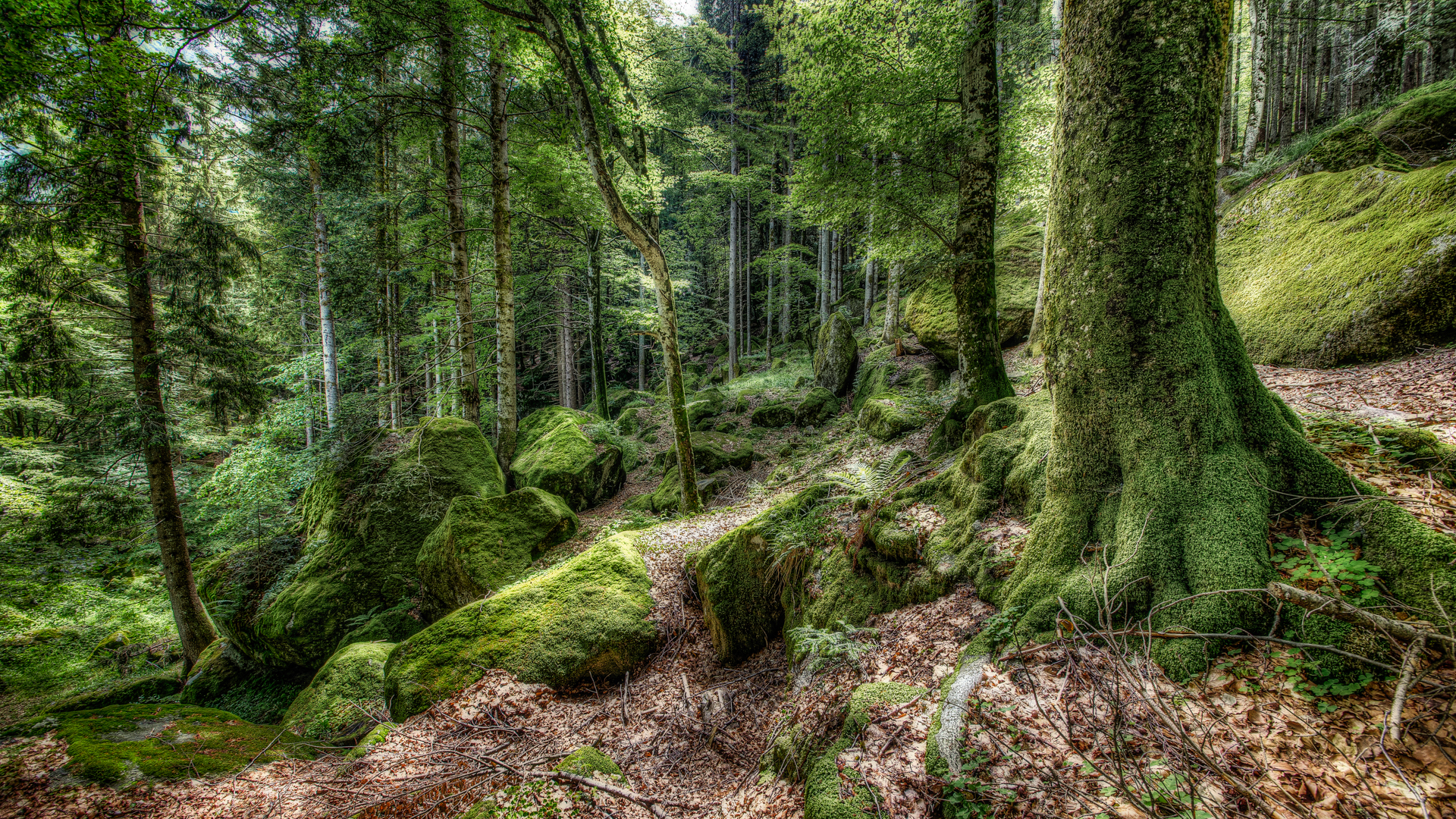 Forest of Baths!