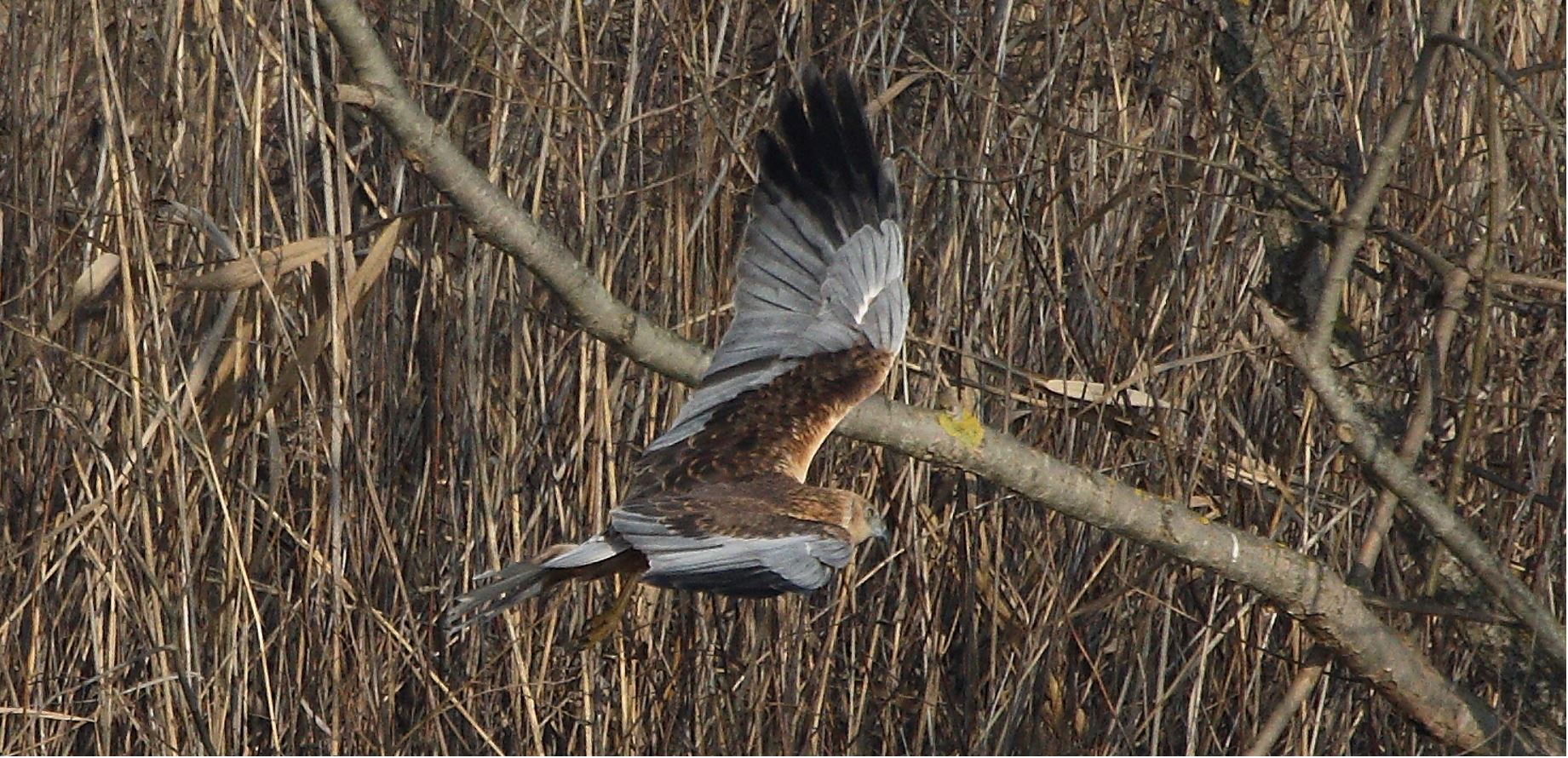 marsh falcon 21-01-2022