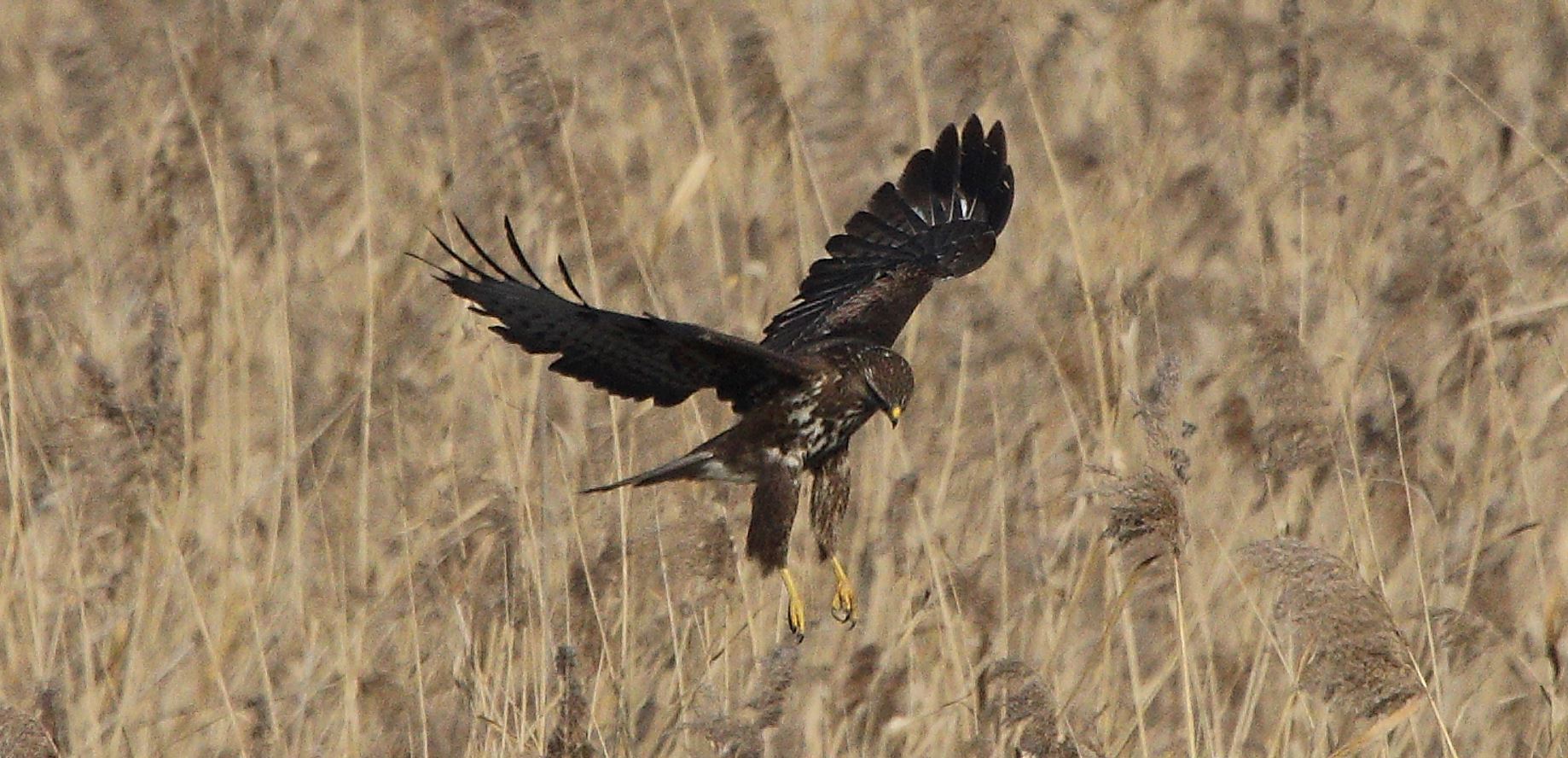 buteo 24-01-2022